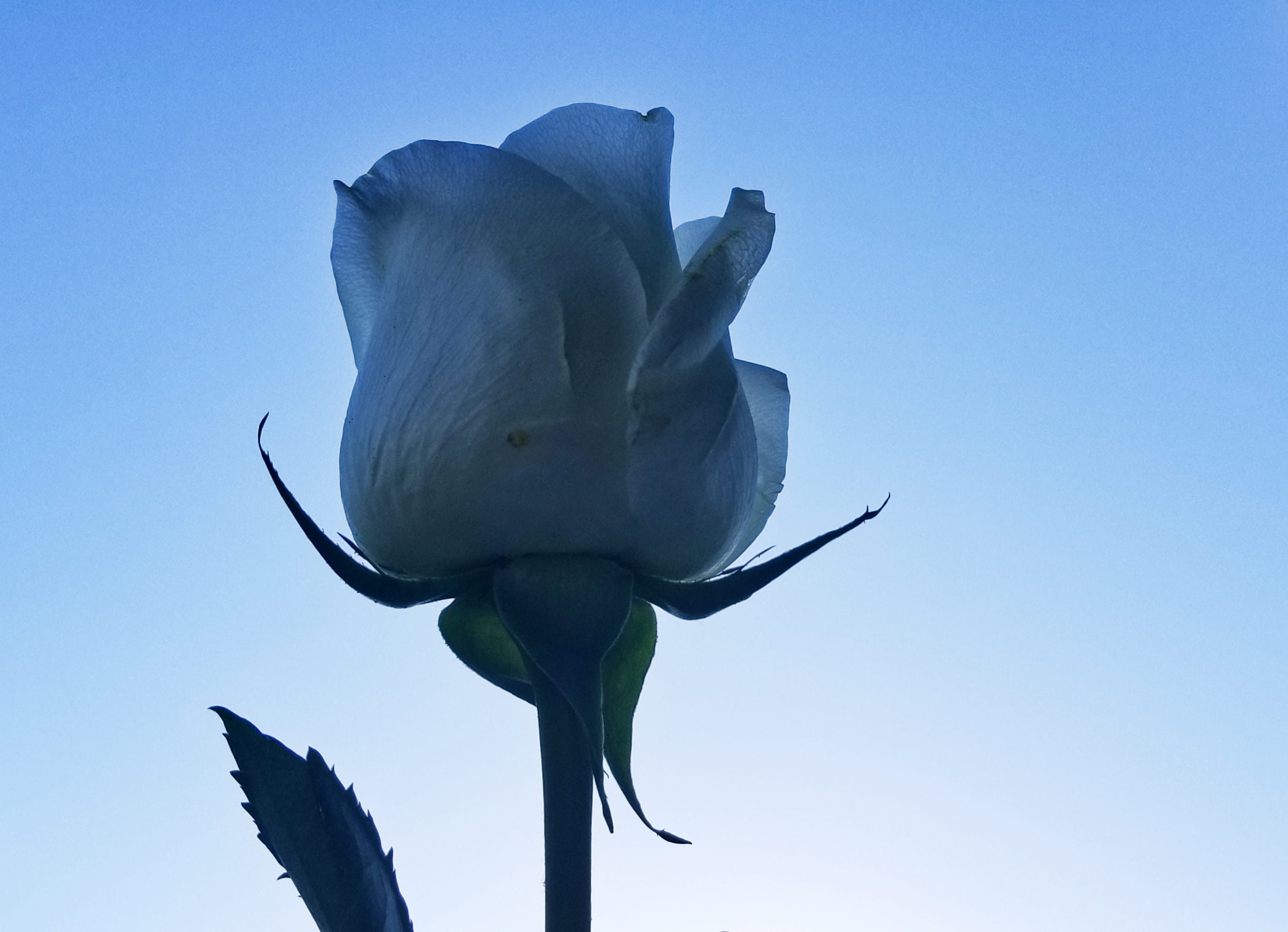 sky, blue, fragility, flowering plant, sepal, outdoors, clear sky, low angle view, flower head, beauty in nature, 2K, nature, copy space, inflorescence, HD Wallpaper
