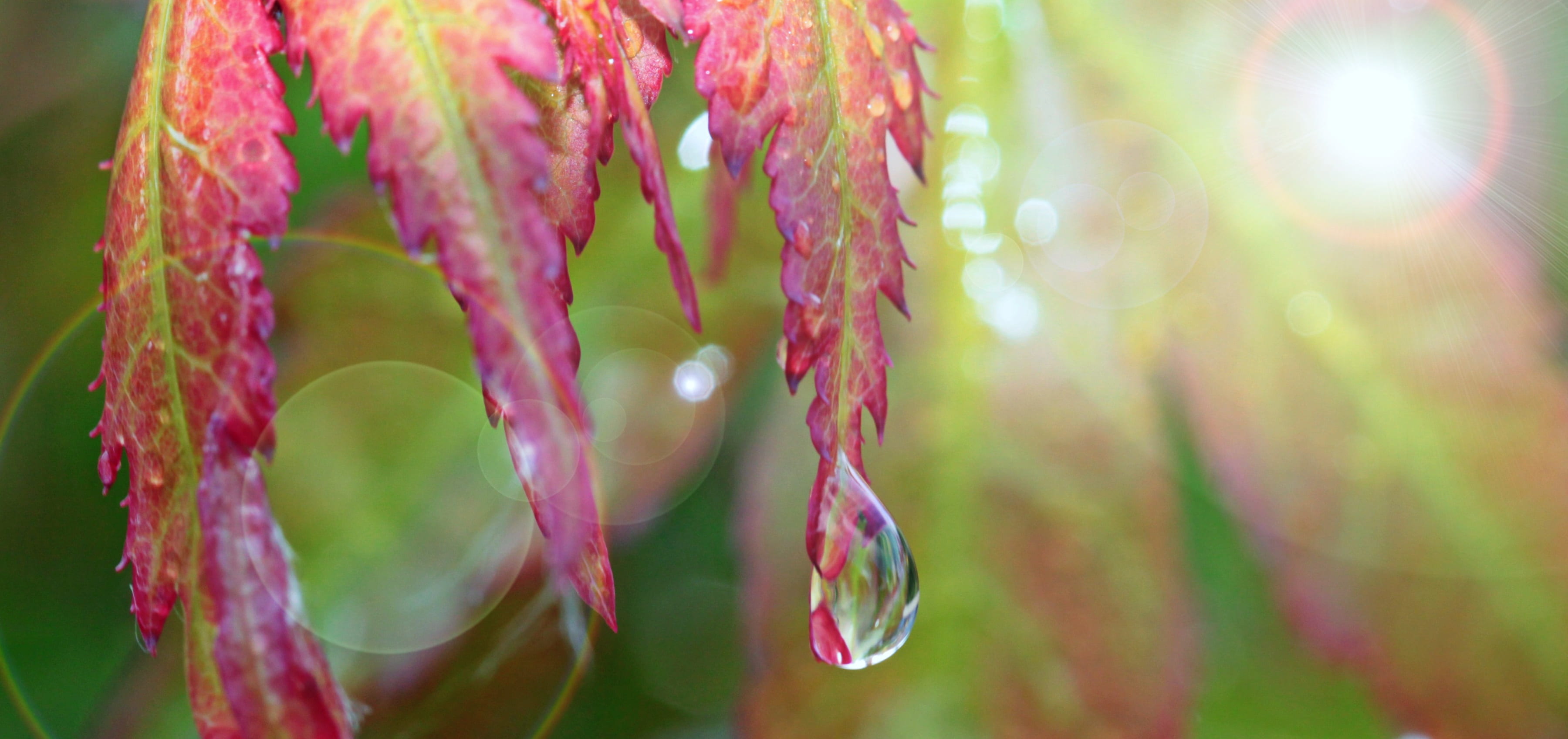 flora, mirroring, wet, lichtspiel, nature, run off, lens flare, pink, water, maple, clear, 2K, flower, flowering plant, drop macro, sunlight, vulnerability, HD Wallpaper