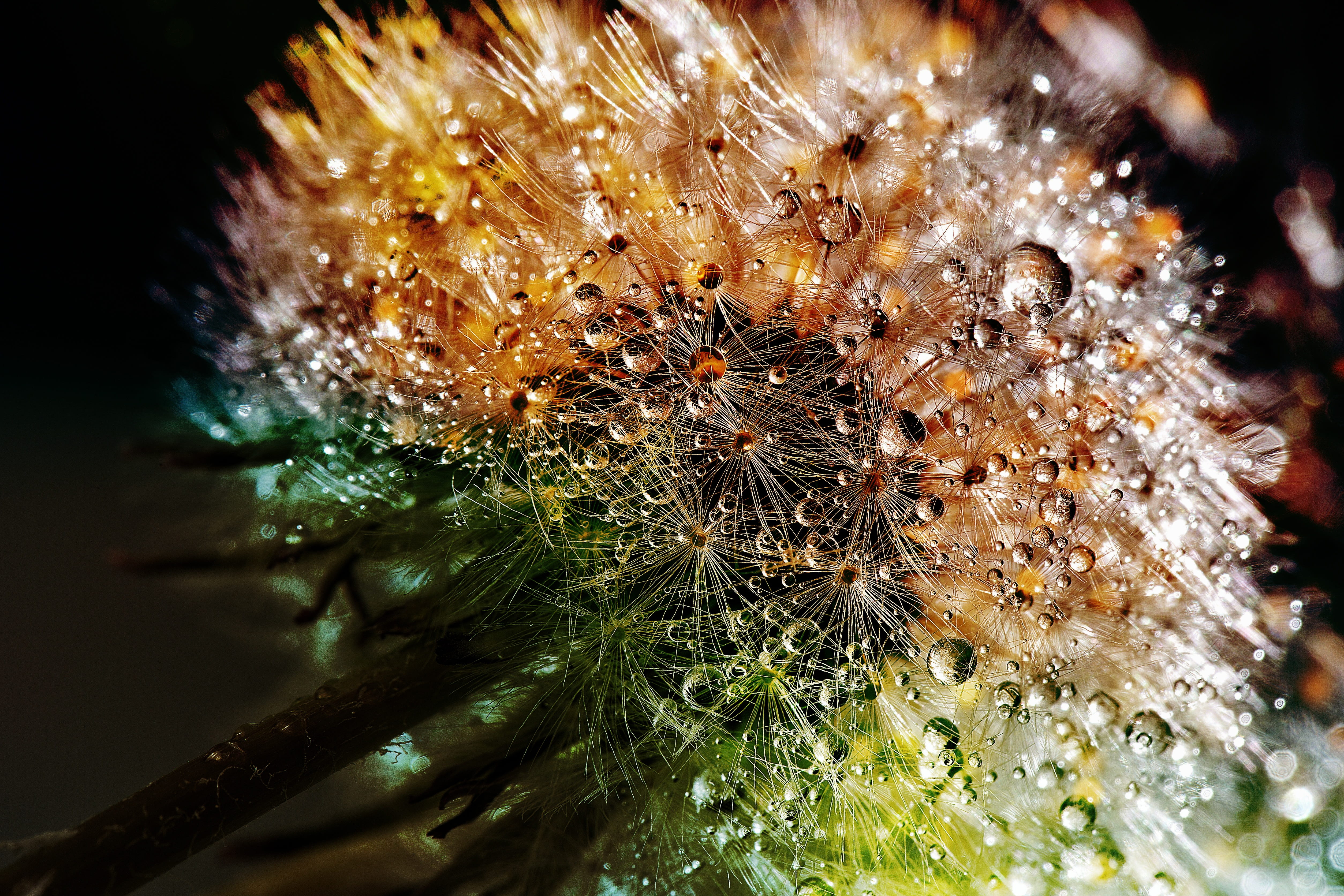 water, beauty in nature, sparkle, close-up, lichtspiel, selective focus, wild flower, vulnerability, fragility, focus on foreground, softness, flying seeds, HD Wallpaper