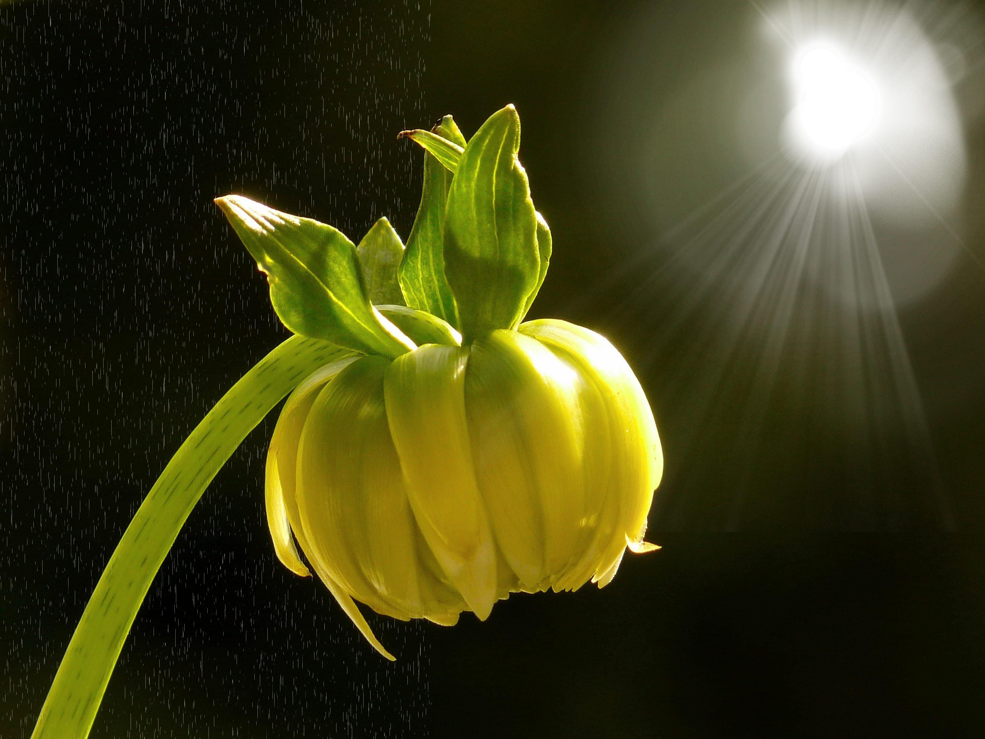 close-up, flower, healthy eating, lichtspiel, plant, wellbeing, bloom, studio shot, nature, yellow, dahlia, no people, indoors, 2K, food, light, growth, HD Wallpaper
