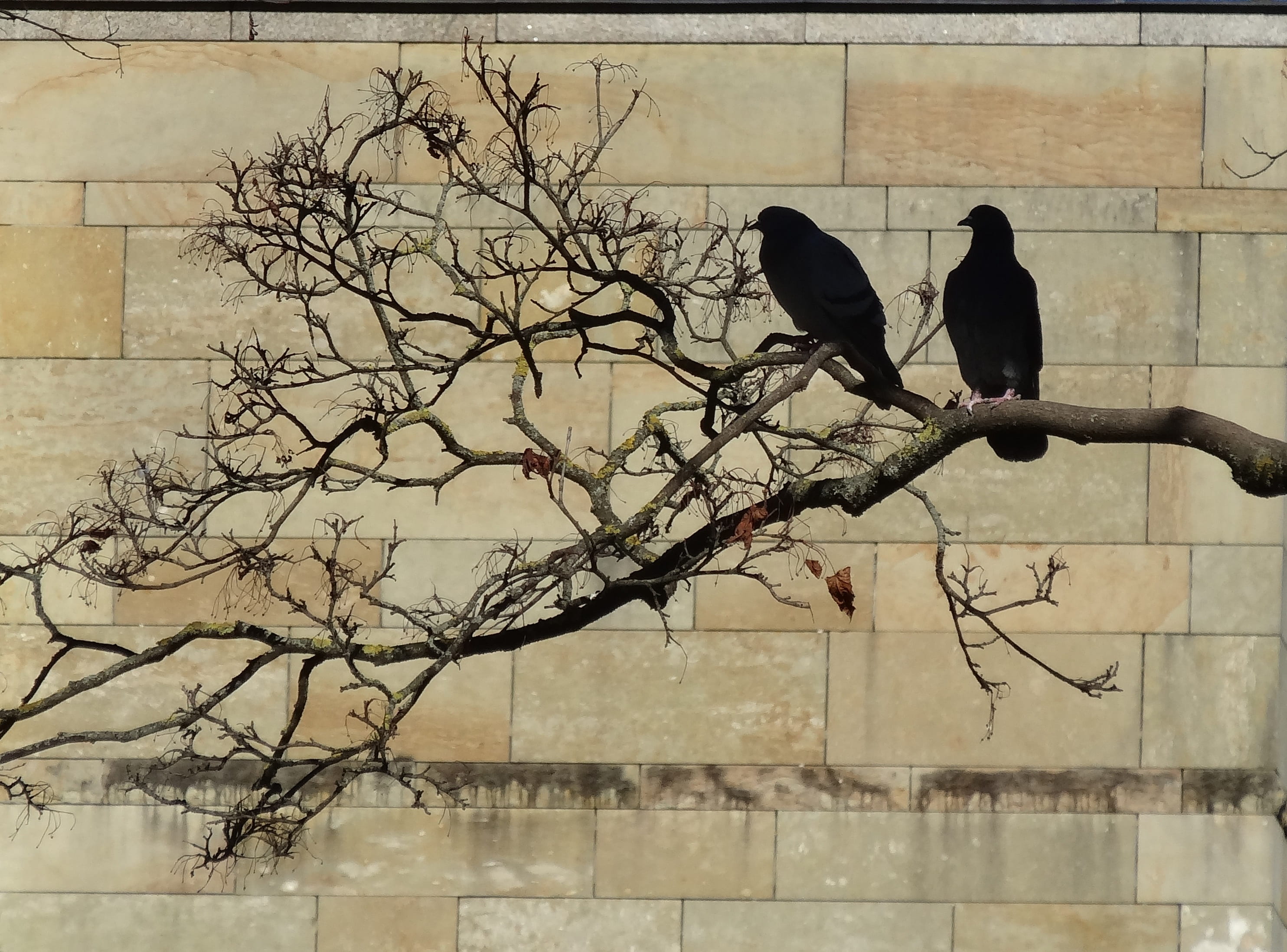 day, animal, mood, plant, shadow, impressions, 2K, group of animals, building exterior, wall, animals in the wild, branch, lichtspiel, bare tree, bird, HD Wallpaper