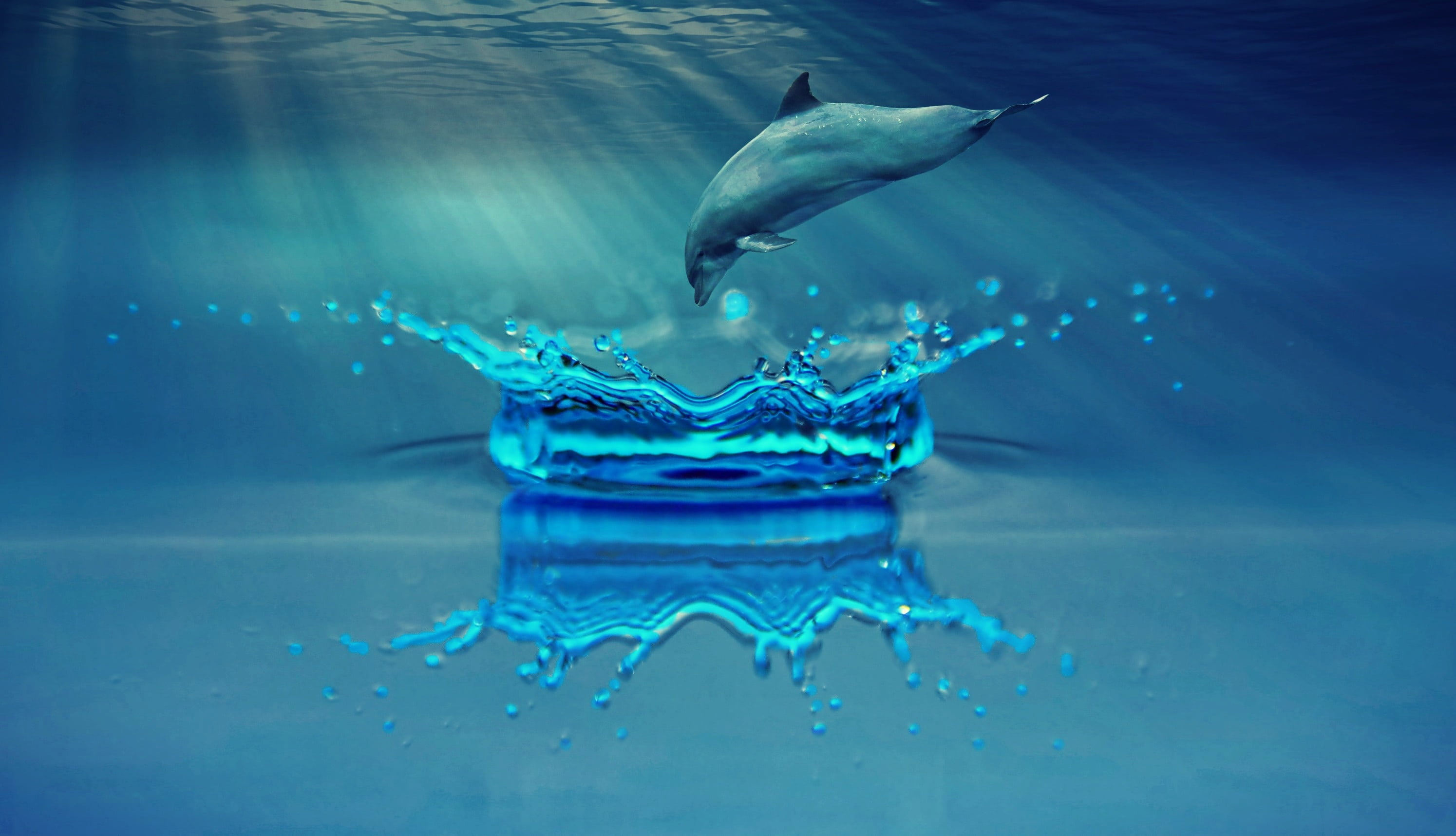 animal themes, ray of light, composing, sea, lichtspiel, outdoors, studio shot, marine, drop, animal wildlife, mammal, fantasy, animal, maritime, one animal, HD Wallpaper