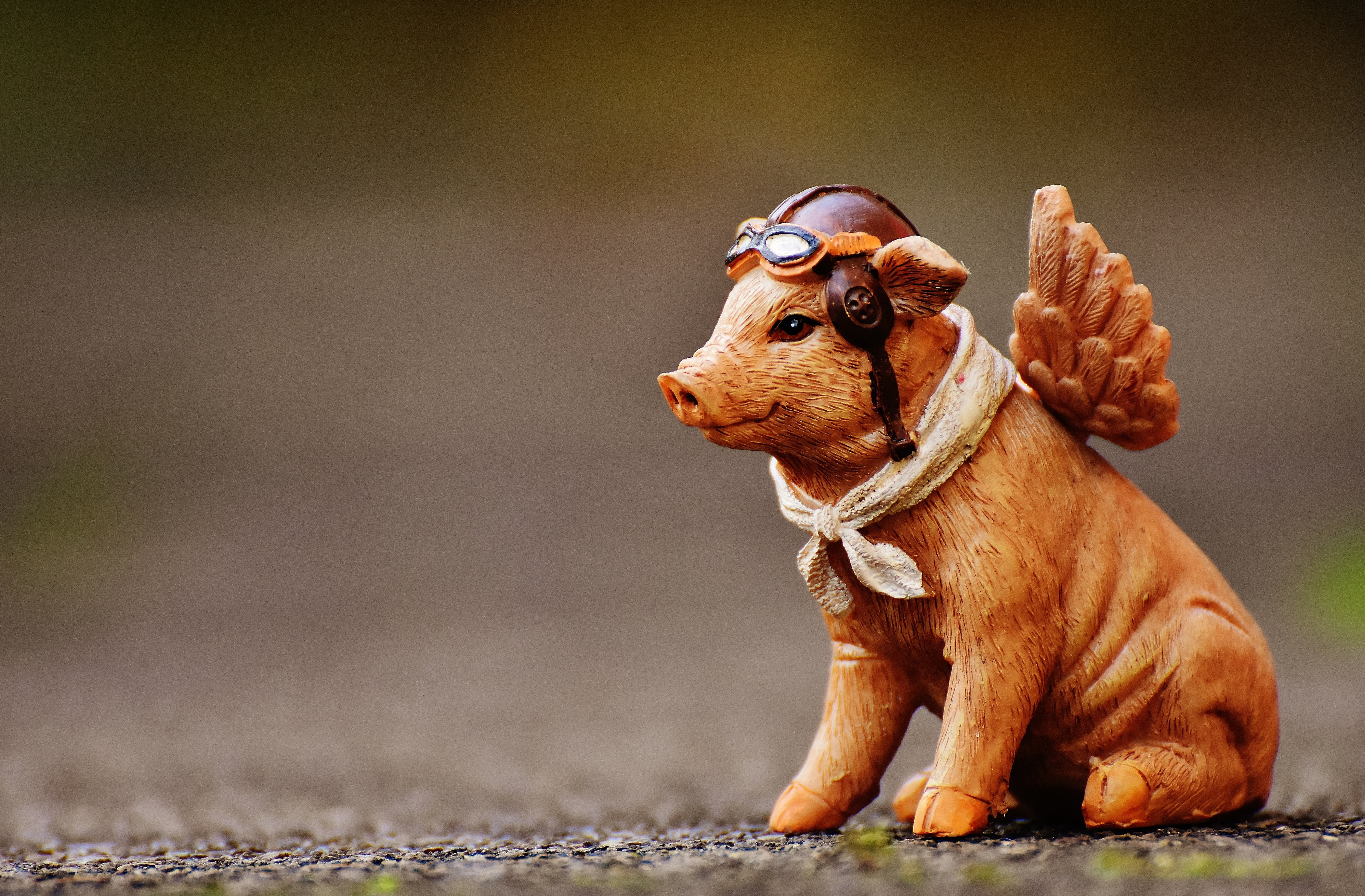 small, vertebrate, pet clothing, animal themes, humor, 5K, figure, full length, angel, lap dog, glasses, one animal, guardian angel, fun, pets, purebred dog, HD Wallpaper