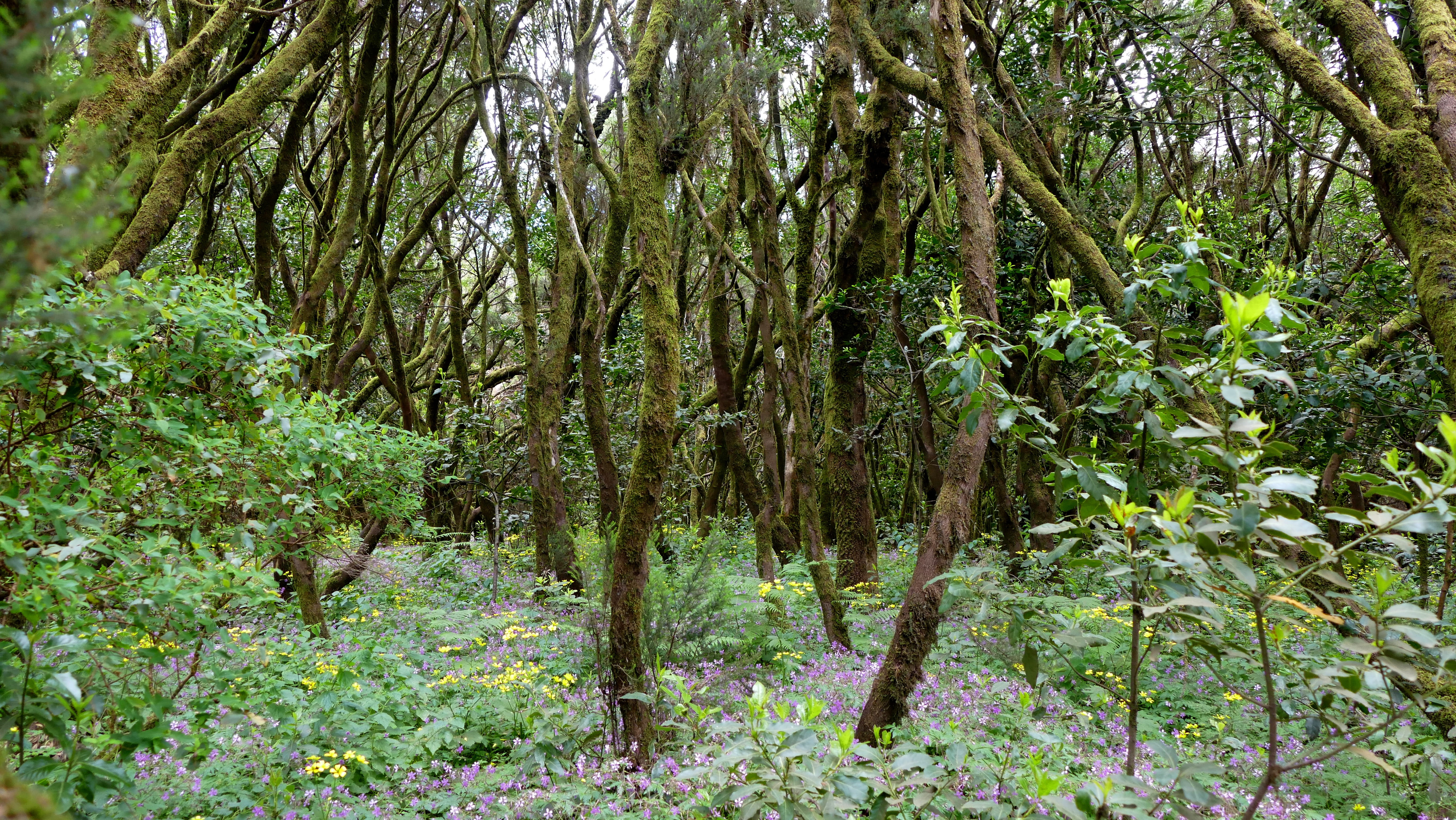 mountains, Canary Island, garajanoy national park, canary islands, nature, tree trunk, tree, spain, no people, beauty in nature, woodland, lush foliage, HD Wallpaper