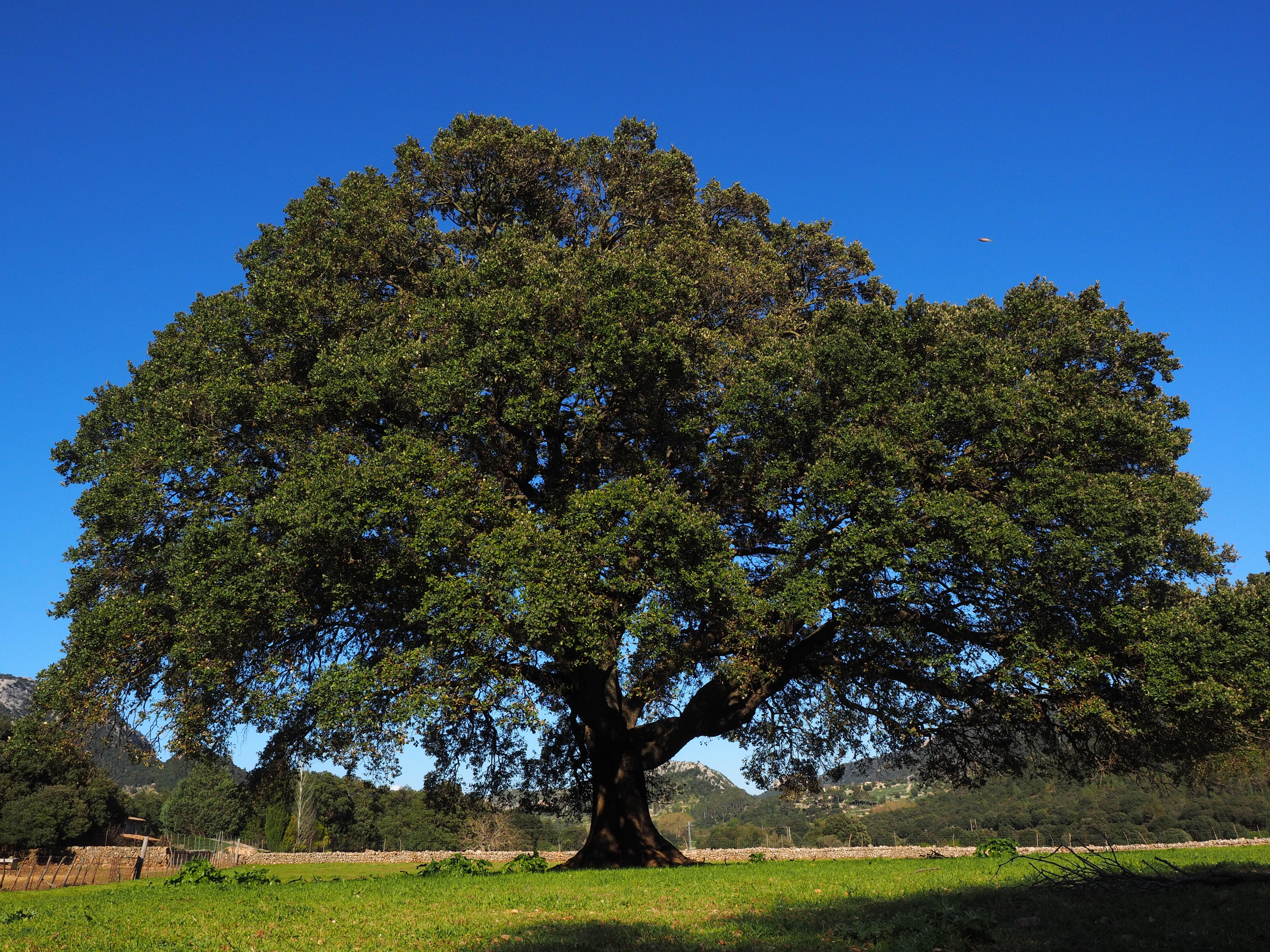 laurel tree, valley of orient, plant, camphor tree, camphor, mallorca, large, cinnamomum camphora, powerful, nature, outdoors, clear sky, 4K, green color, HD Wallpaper