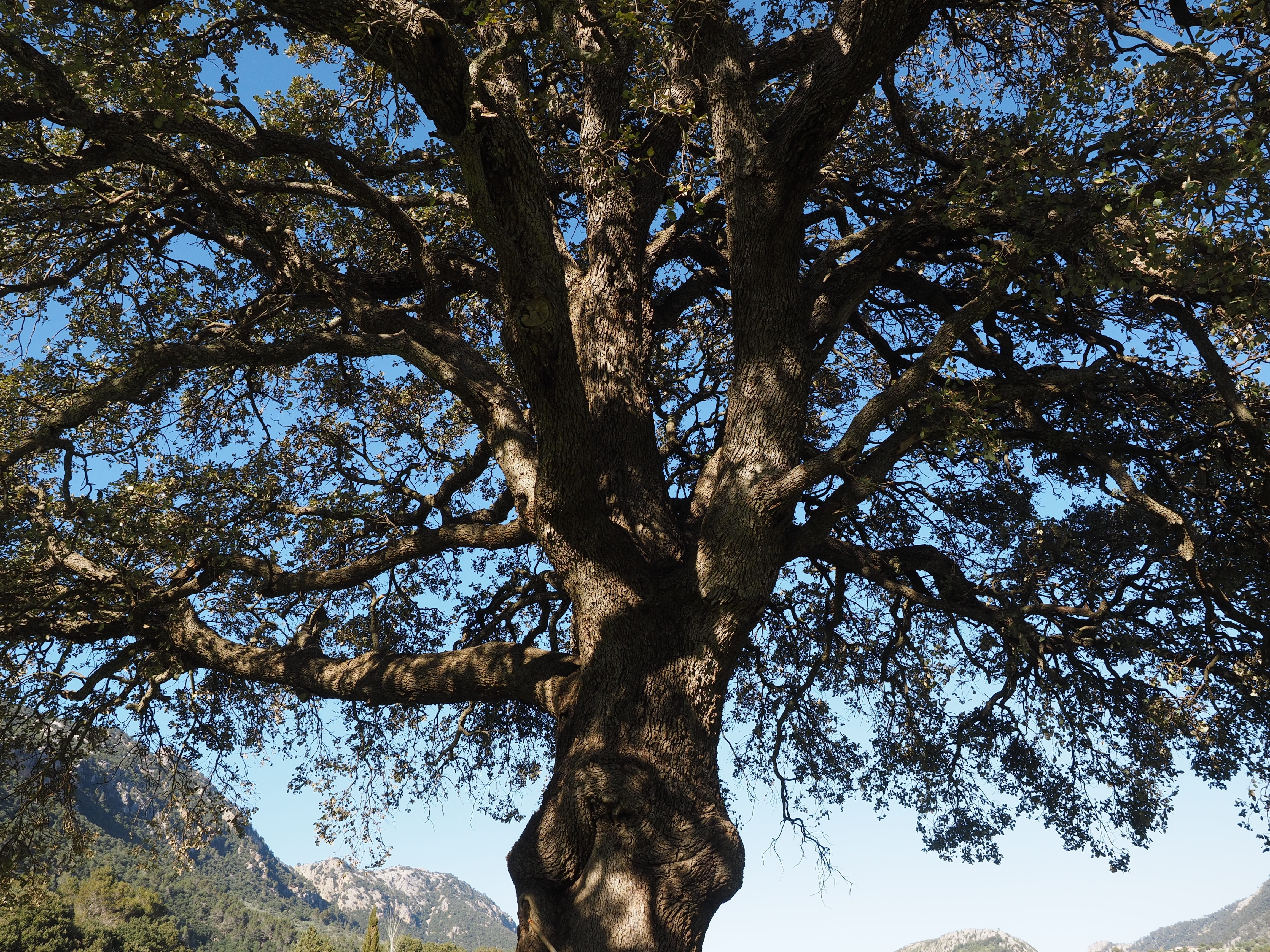 camphor tree, mallorca, laurel greenhouse, tree, directly below, tree trunk, no people, nature, tree canopy, tranquility, outdoors, trunk, camphor, laurel tree, HD Wallpaper
