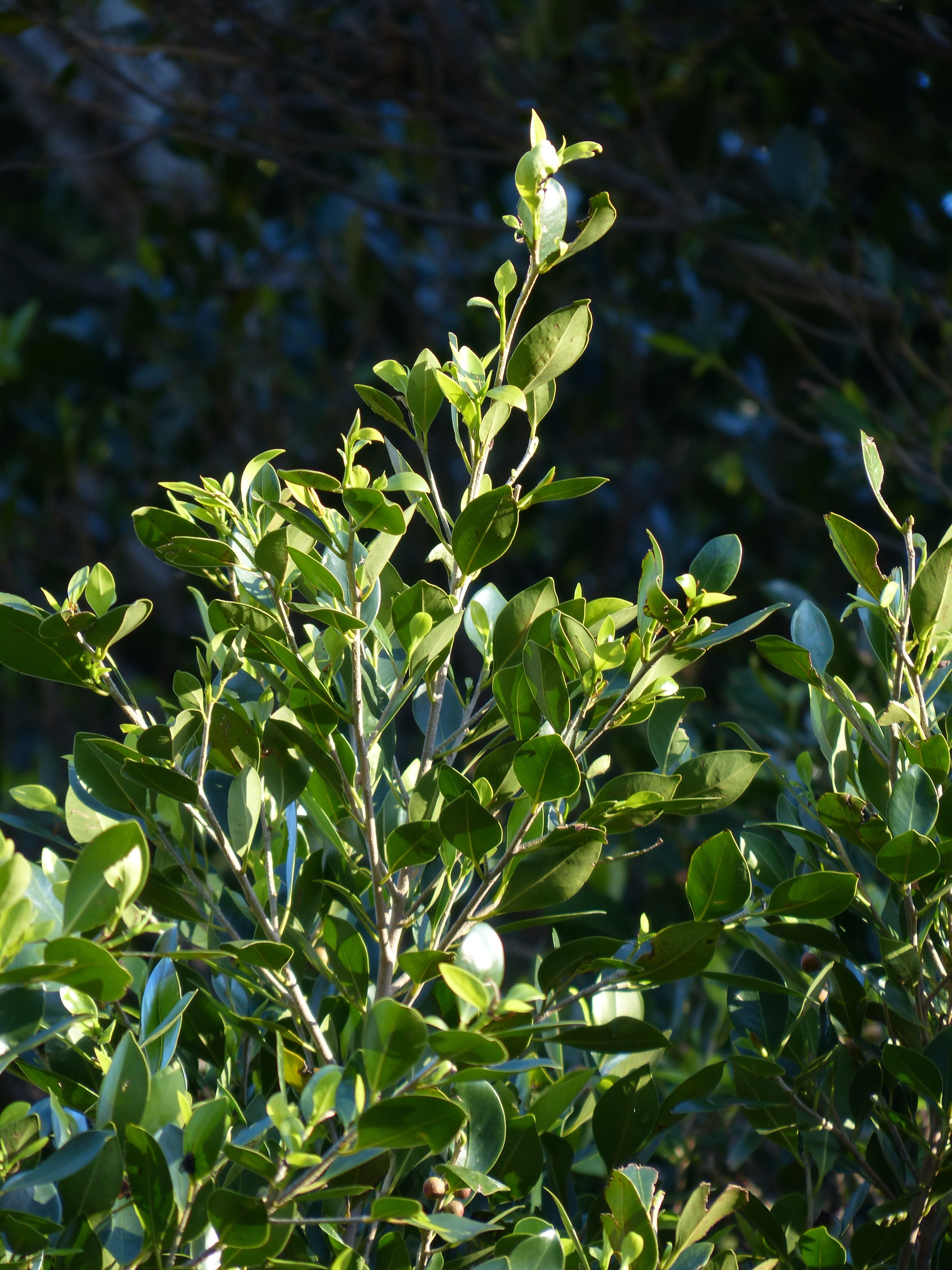 Leaves, sunlight, tree, nature, beginnings, leaf, food and drink, Tree, beauty in nature, azores-laurel, 4K, tranquility, day, laurus azorica, green, selective focus, Phone HD Wallpaper