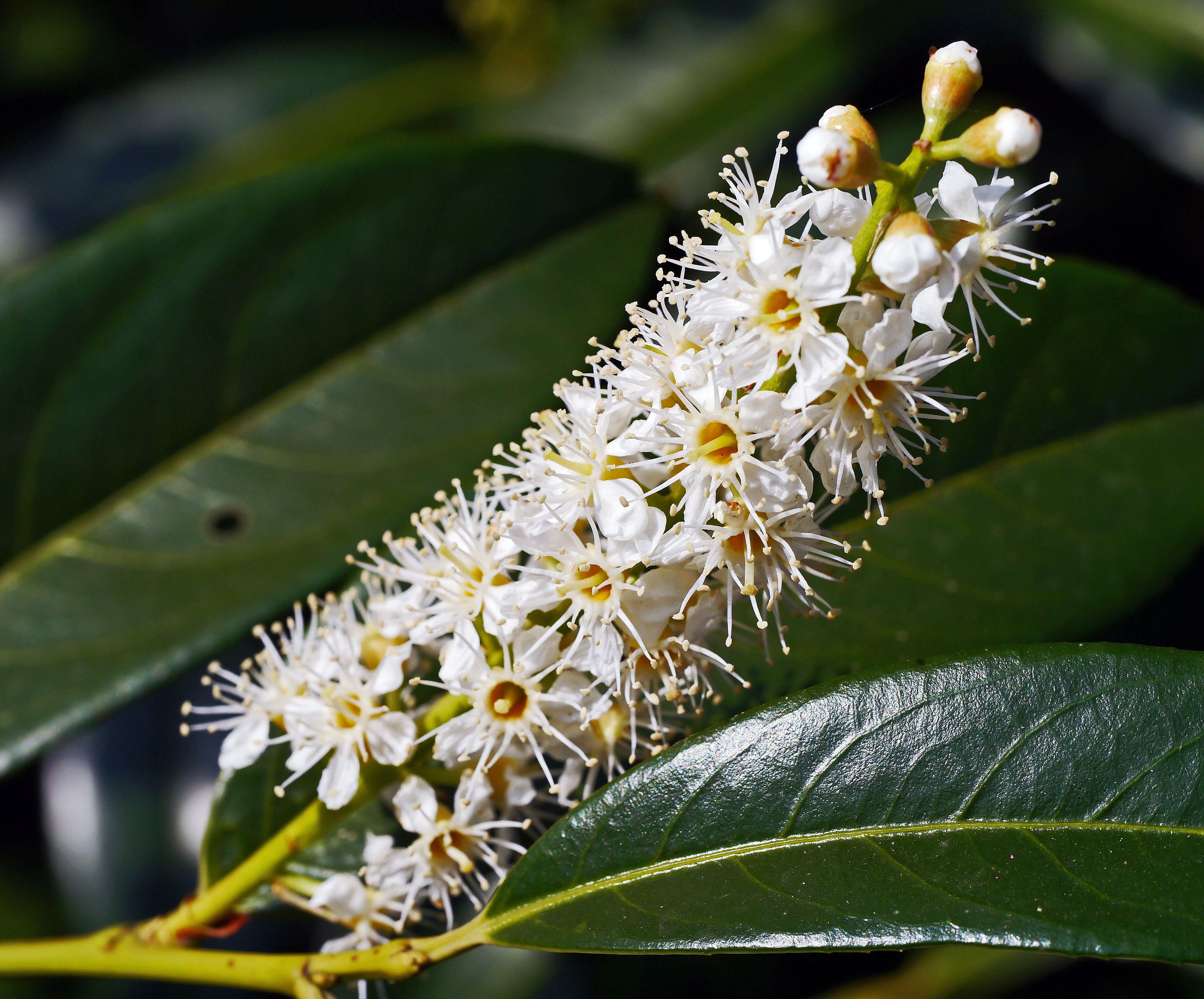 heyday, leaf, focus on foreground, plant, flower grape, fragility, close-up, flower, candle, beauty in nature, vulnerability, nature, cherry laurel, blossom, HD Wallpaper