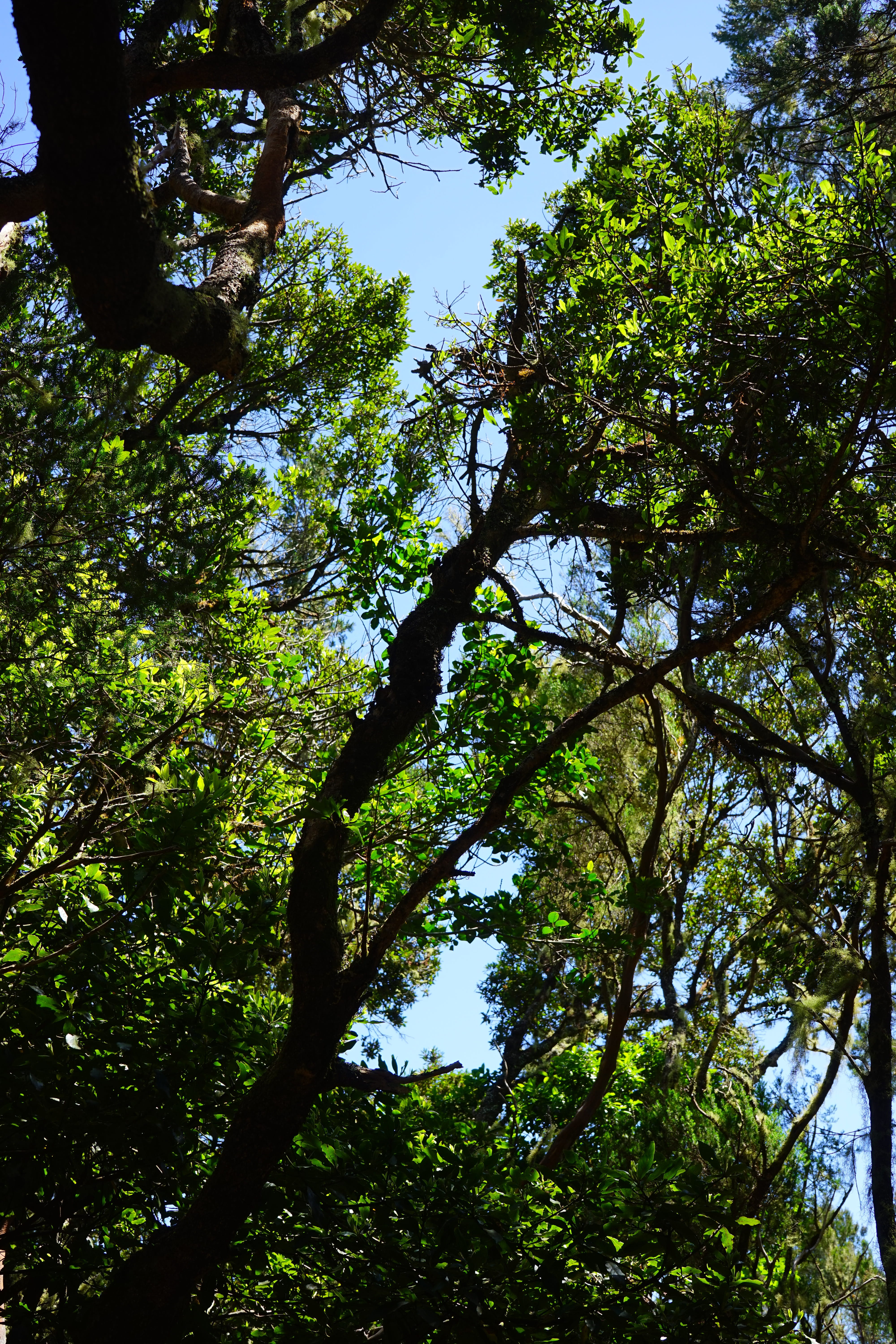 nature, tree trunk, branch, sky, tranquil scene, tranquility, day, scenics - nature, tree canopy, low angle view, tree, anaga mountains, fairy tale forest, Phone HD Wallpaper