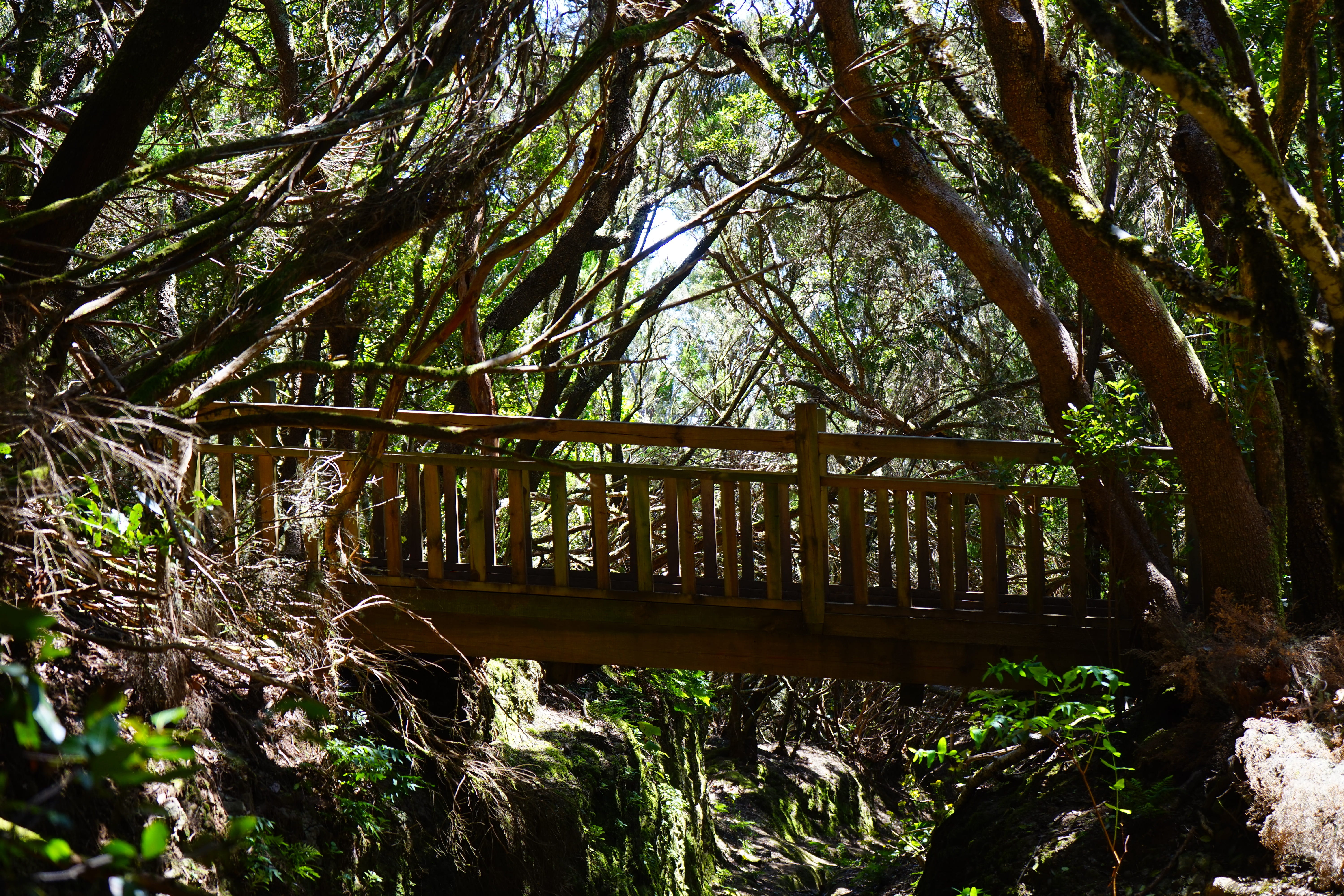 architecture, growth, Web, anaga mountains, woodland, trunk, anaga landschaftspark, wood - material, away he senses, outdoors, footbridge, bridge - man made structure, HD Wallpaper