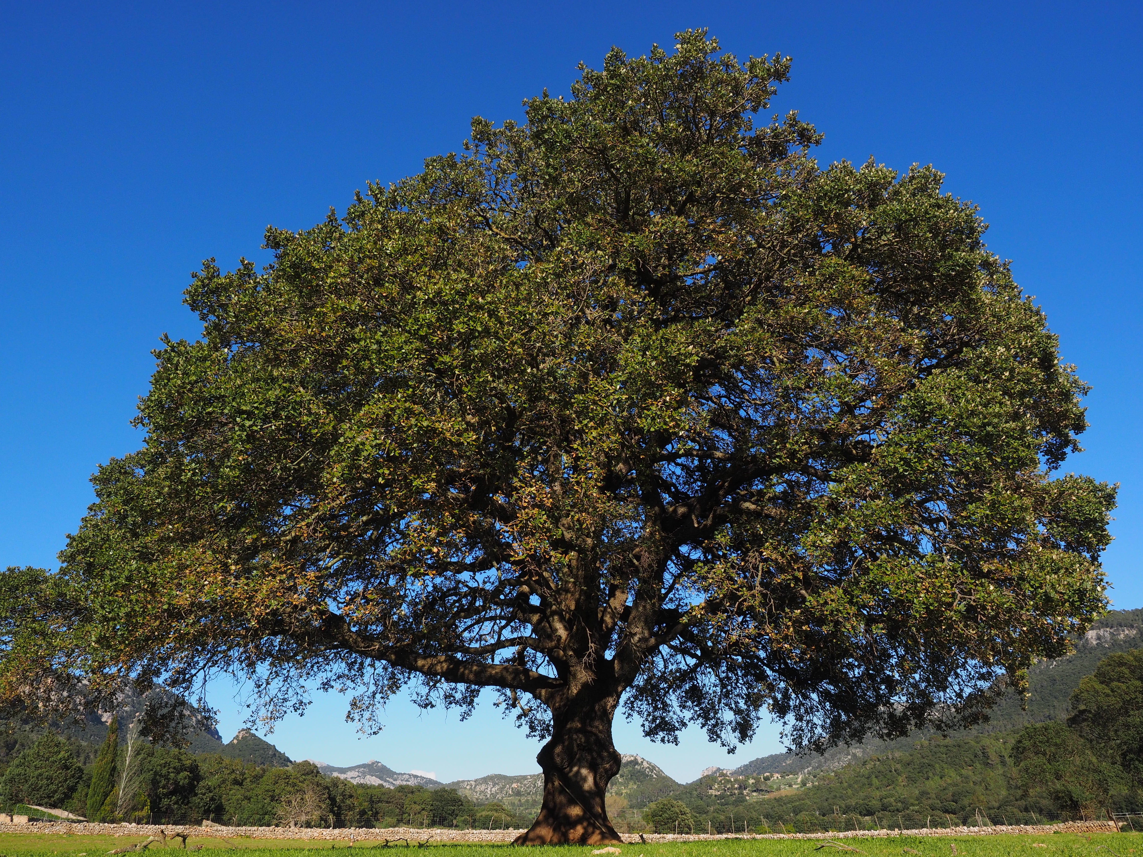 laurel tree, large, tranquility, low angle view, 4K, mallorca, plant, grass, camphor, non-urban scene, lauraceae, beauty in nature, sky, blue, camphor tree, HD Wallpaper
