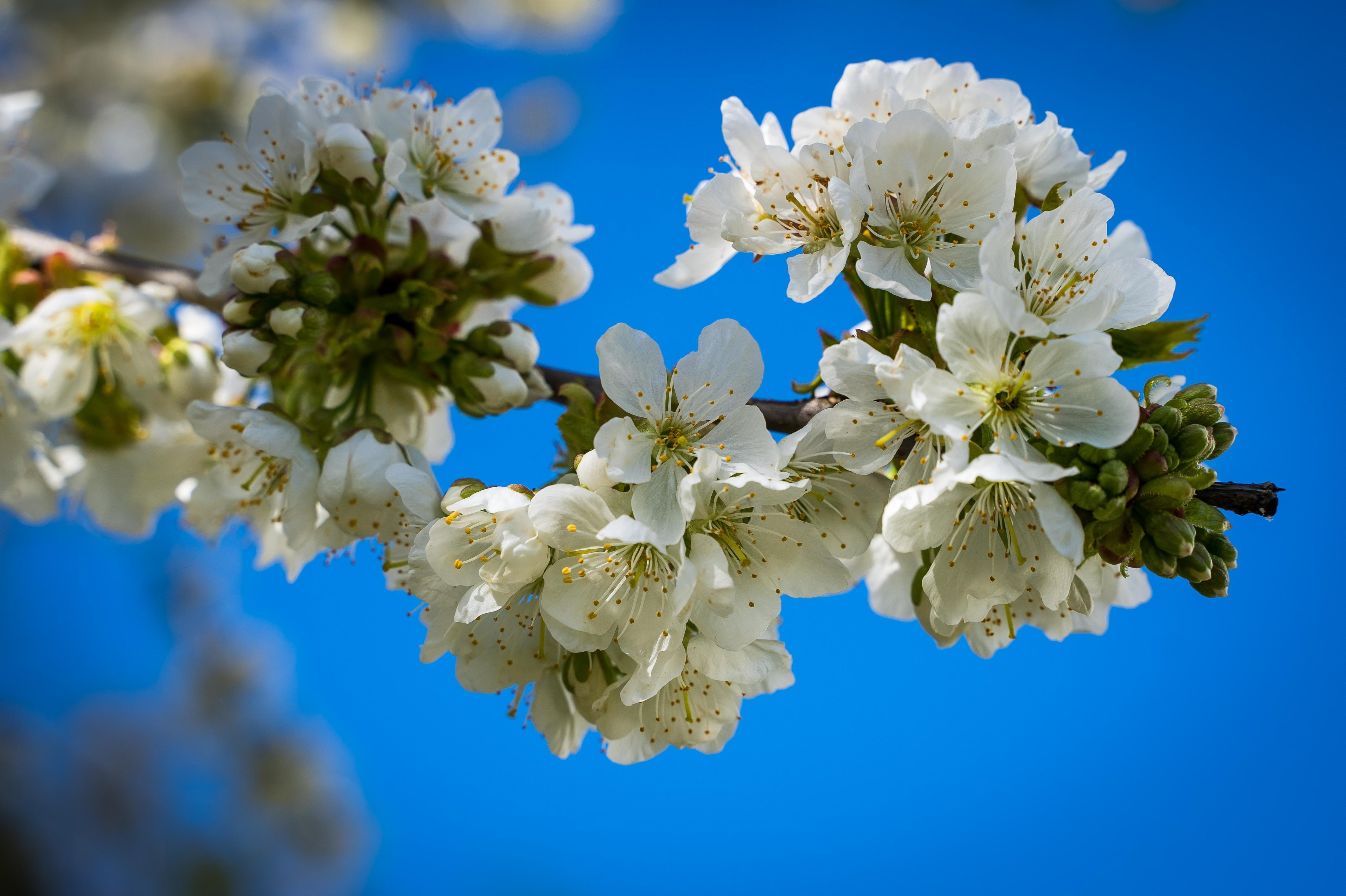 bloom, branch, blue sky, inflorescence, bouquet, cherry blossoms, petals, nature, cherry blossom, spring, outdoors, cherry tree, growth, close-up, fragility, HD Wallpaper