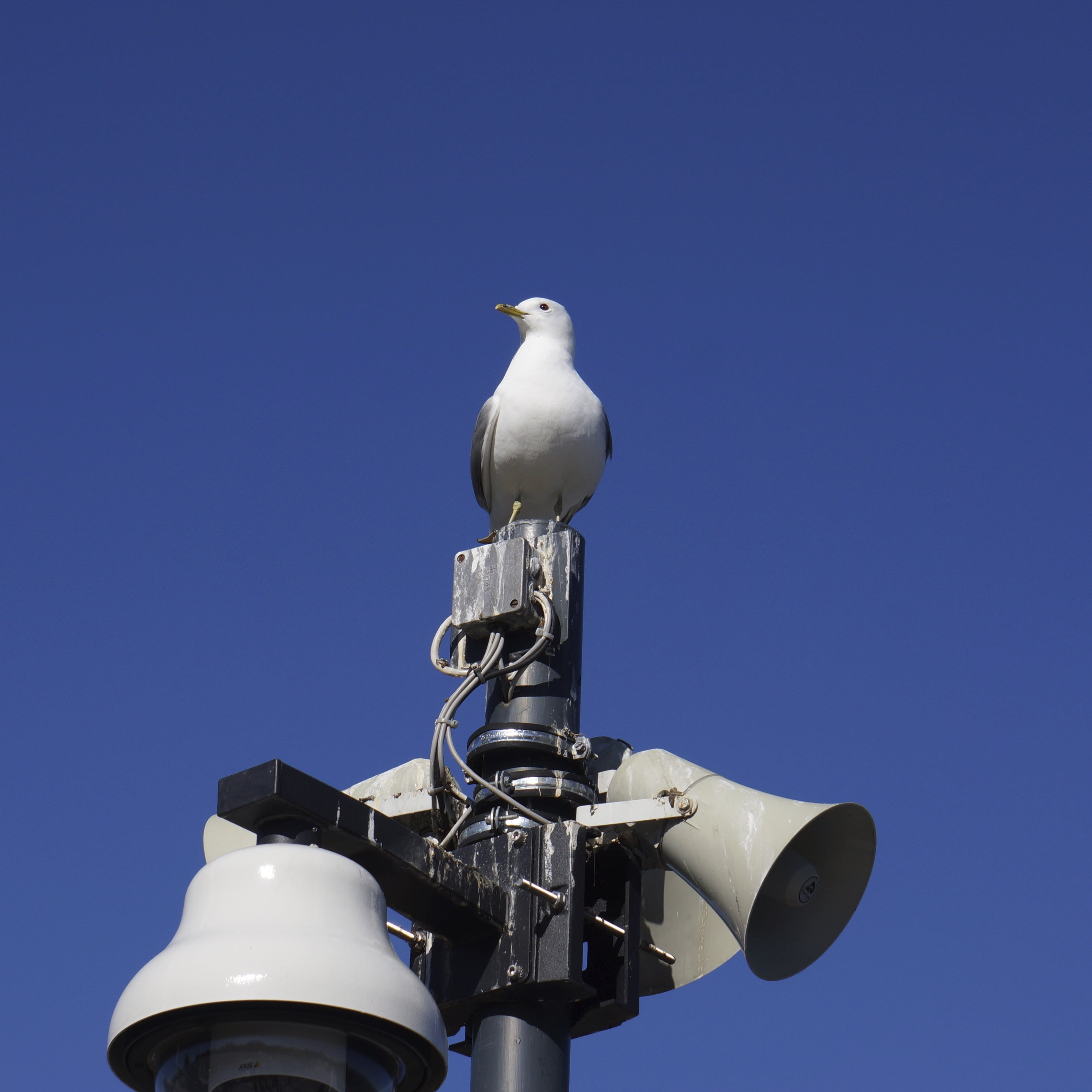 day, clear sky, animal, copy space, no people, vertebrate, seagull, nature, bird, messenger, animals in the wild, animal wildlife, animal themes, watching, Phone HD Wallpaper