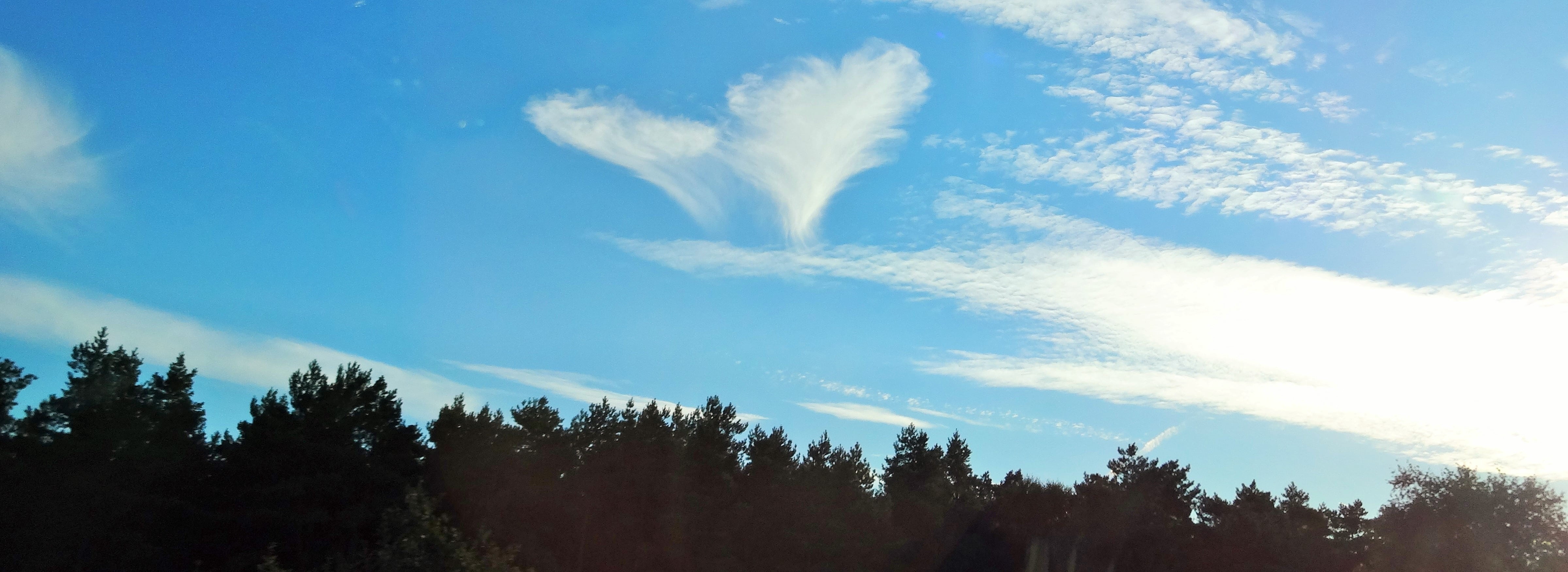outdoors, angel, blue, idyllic, pine tree, low angle view, non-urban scene, luck, heart shaped, growth, plant, greeting card, no people, romance, day, heart, HD Wallpaper