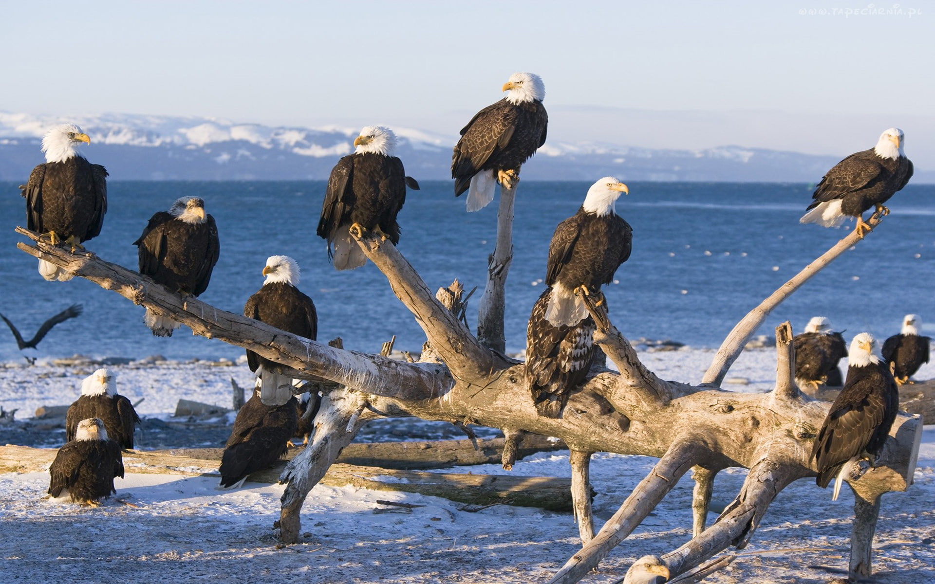 bald, eagles, place, hd, wood, sky, mountains, meeting, lake, 1080P, dry, HD Wallpaper