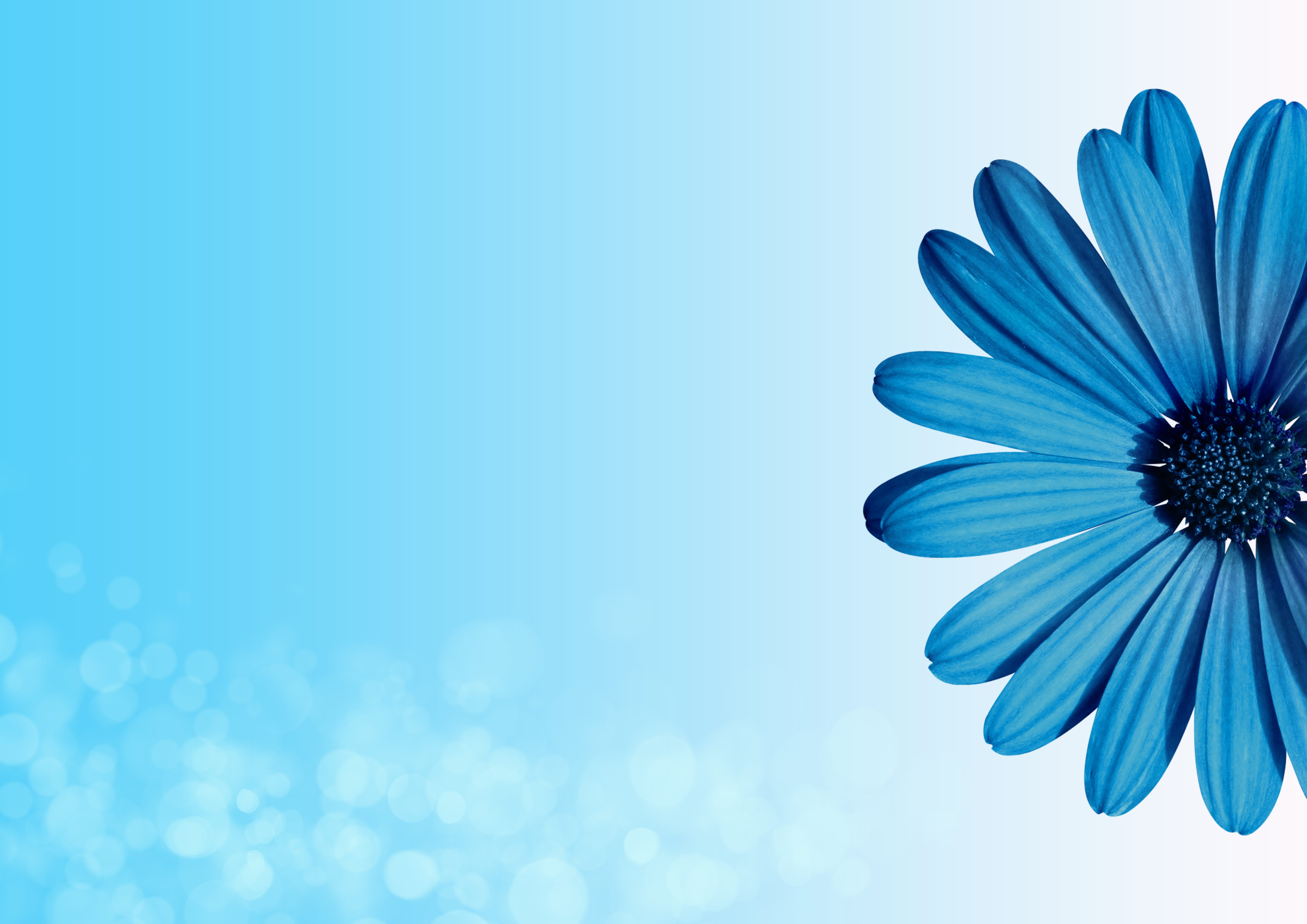 vulnerability, beauty in nature, bloom, flowering plant, birthday card, turquoise colored, greeting, softness, blue, sky, stylish, floral, bright, purple, HD Wallpaper