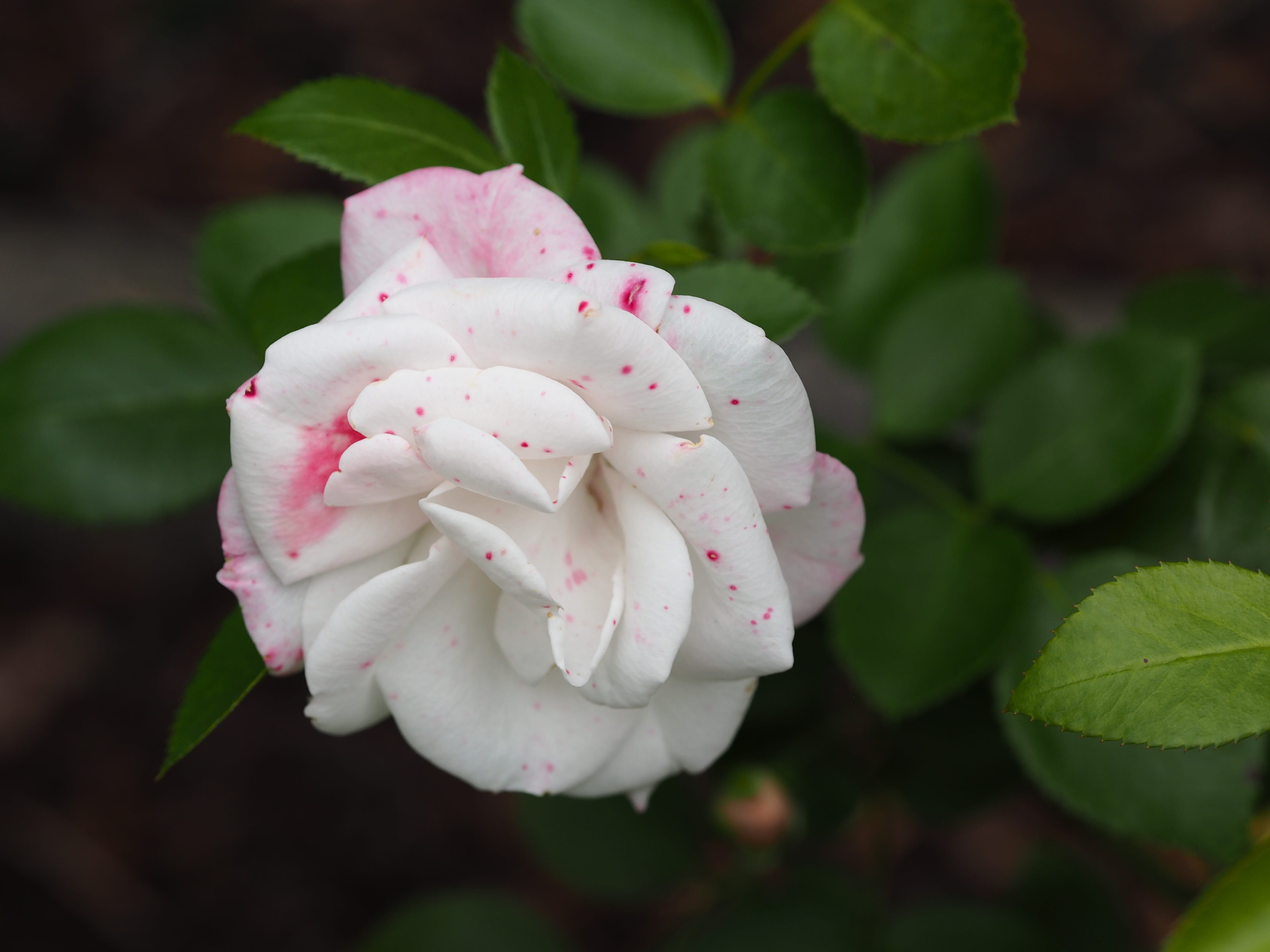leaf, rose, beauty in nature, flora, valentines day, love symbol, mothers day, flowers, pink color, no people, beauty, focus on foreground, flowering plant, HD Wallpaper