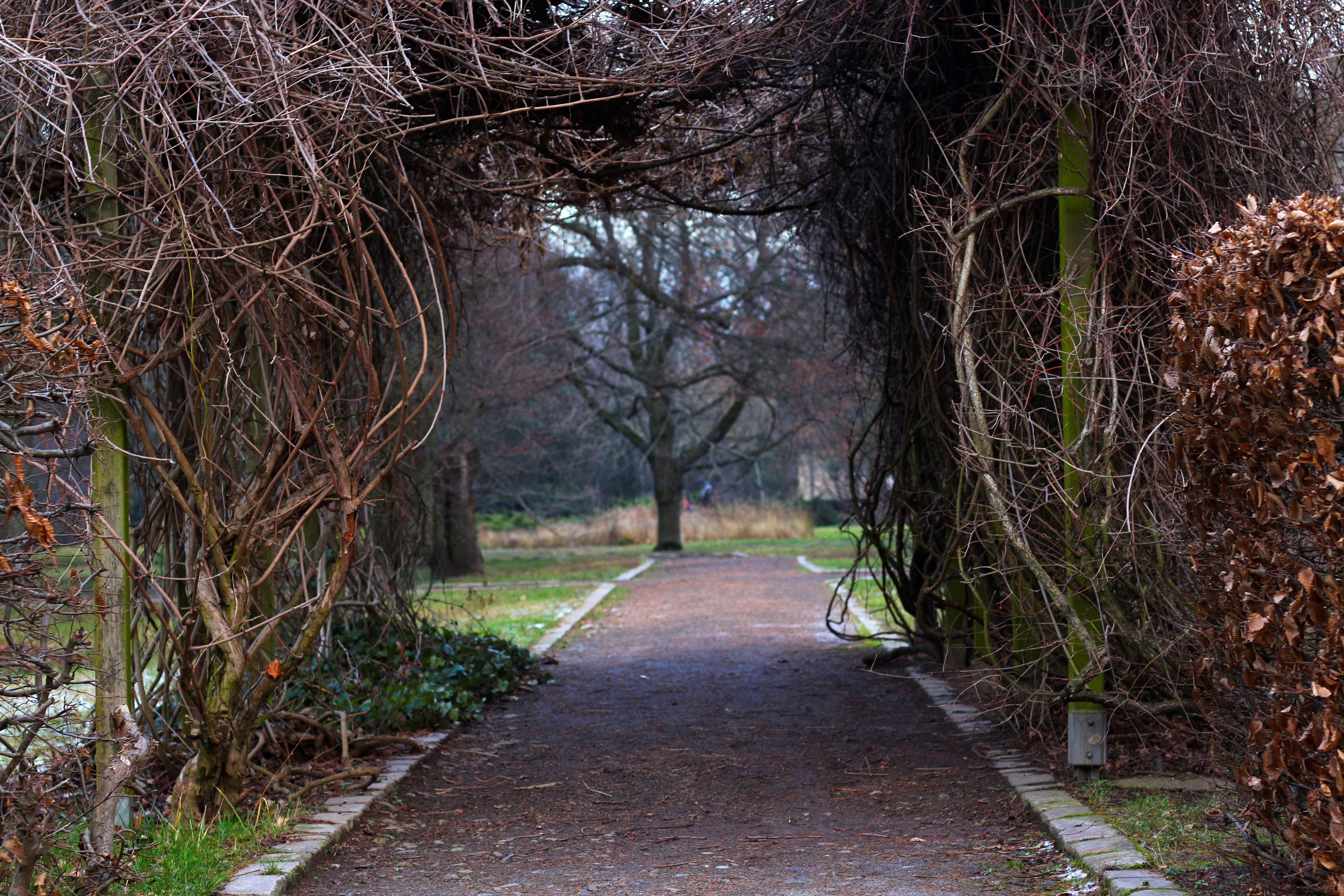cold, branches, botany, passage, day, road, walk, park, bare tree, tree, away, winter, plant, woodland, branch, forest, tranquility, tunnel, footpath, no people, HD Wallpaper