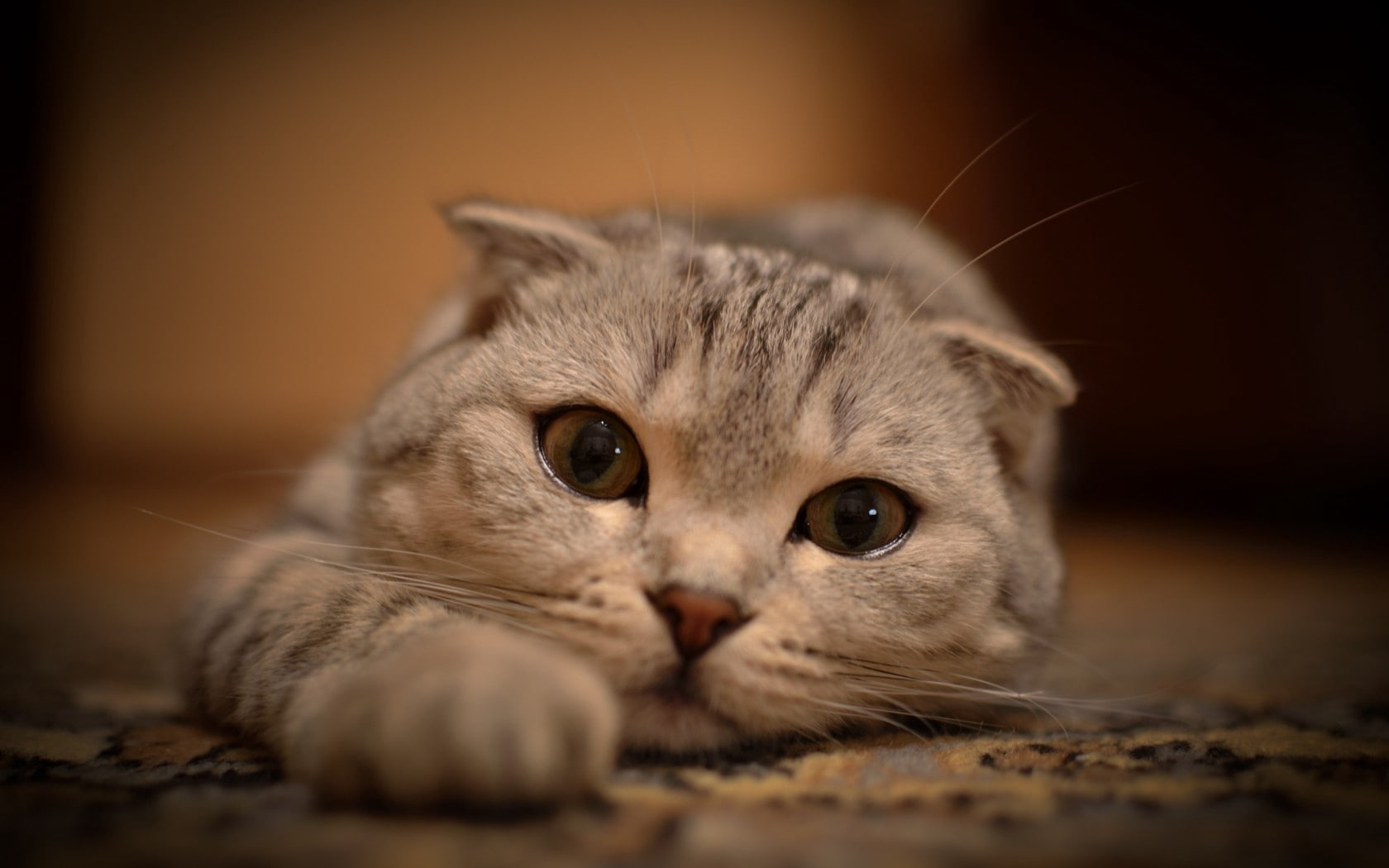 eyes, cats, kitty, legs, stretched out, whiskers, animals, cat, 720P, lying, HD Wallpaper