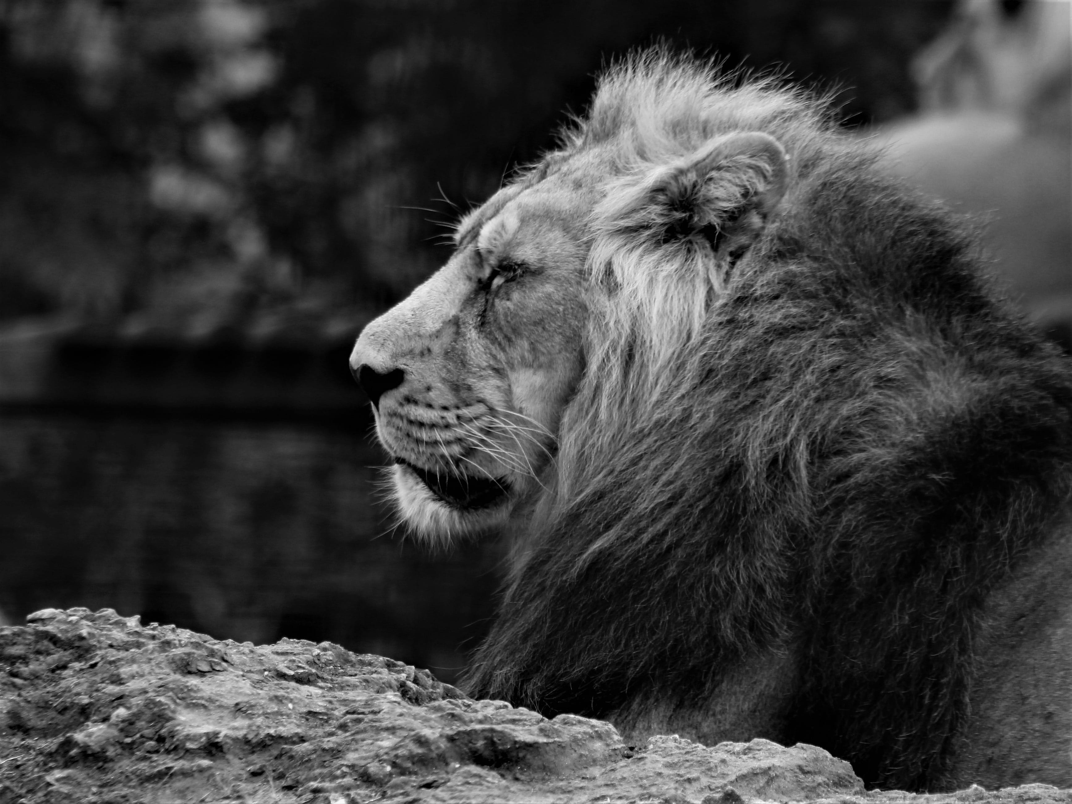 lion - feline, outdoors, animal themes, one animal, no people, day, profile view, side view, animal, feline, looking away, cat, nature, carnivora, animal wildlife, HD Wallpaper