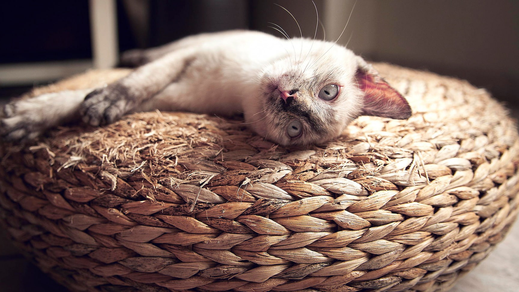 cat, stretched out, 720P, animals, HD Wallpaper