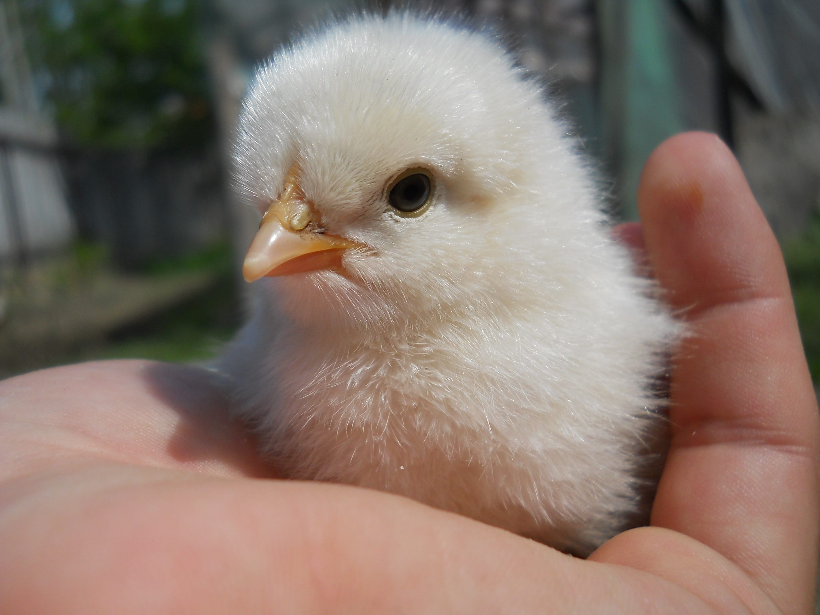 outdoors, finger, innocence, young bird, close-up, nature, white, fluffy, chicken, focus on foreground, real people, care, 2K, stretched, human hand, beauty, HD Wallpaper