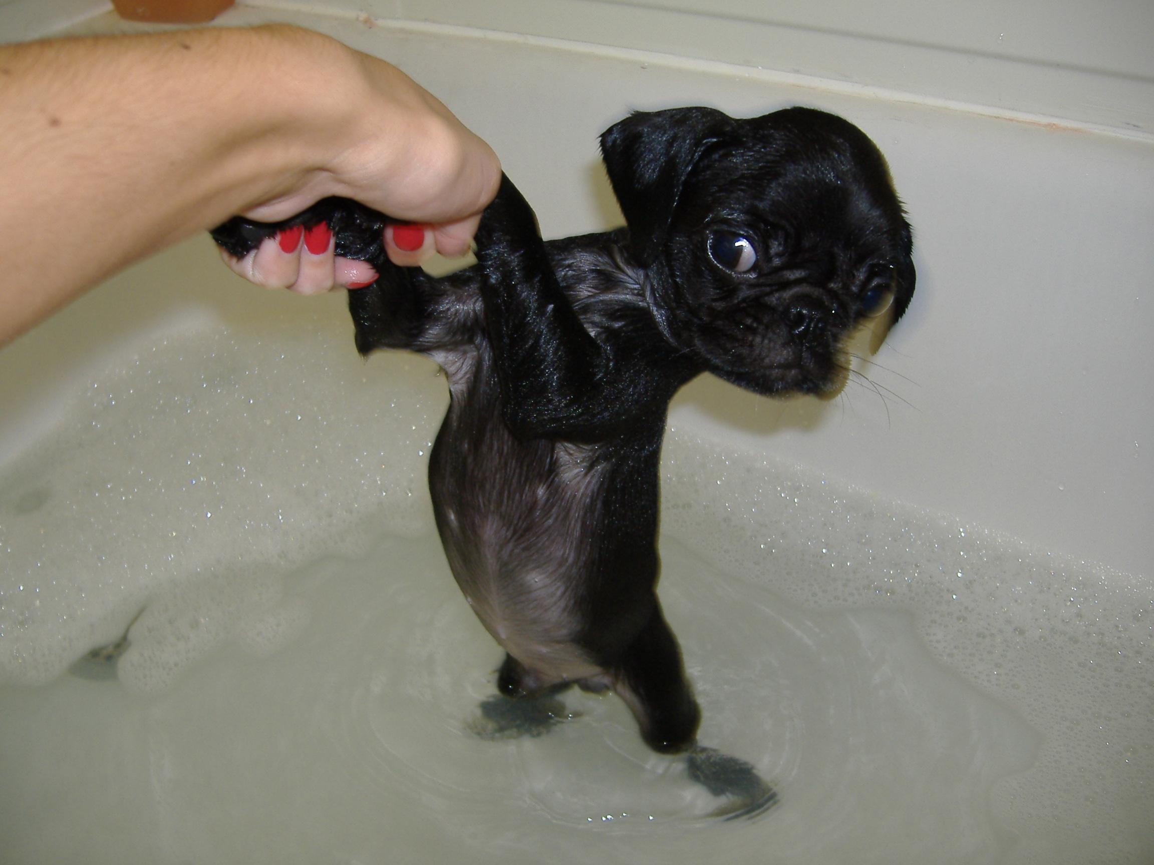 black, hand, water, puppy, human, another, bath, pug, 1080P, animals, oh, HD Wallpaper