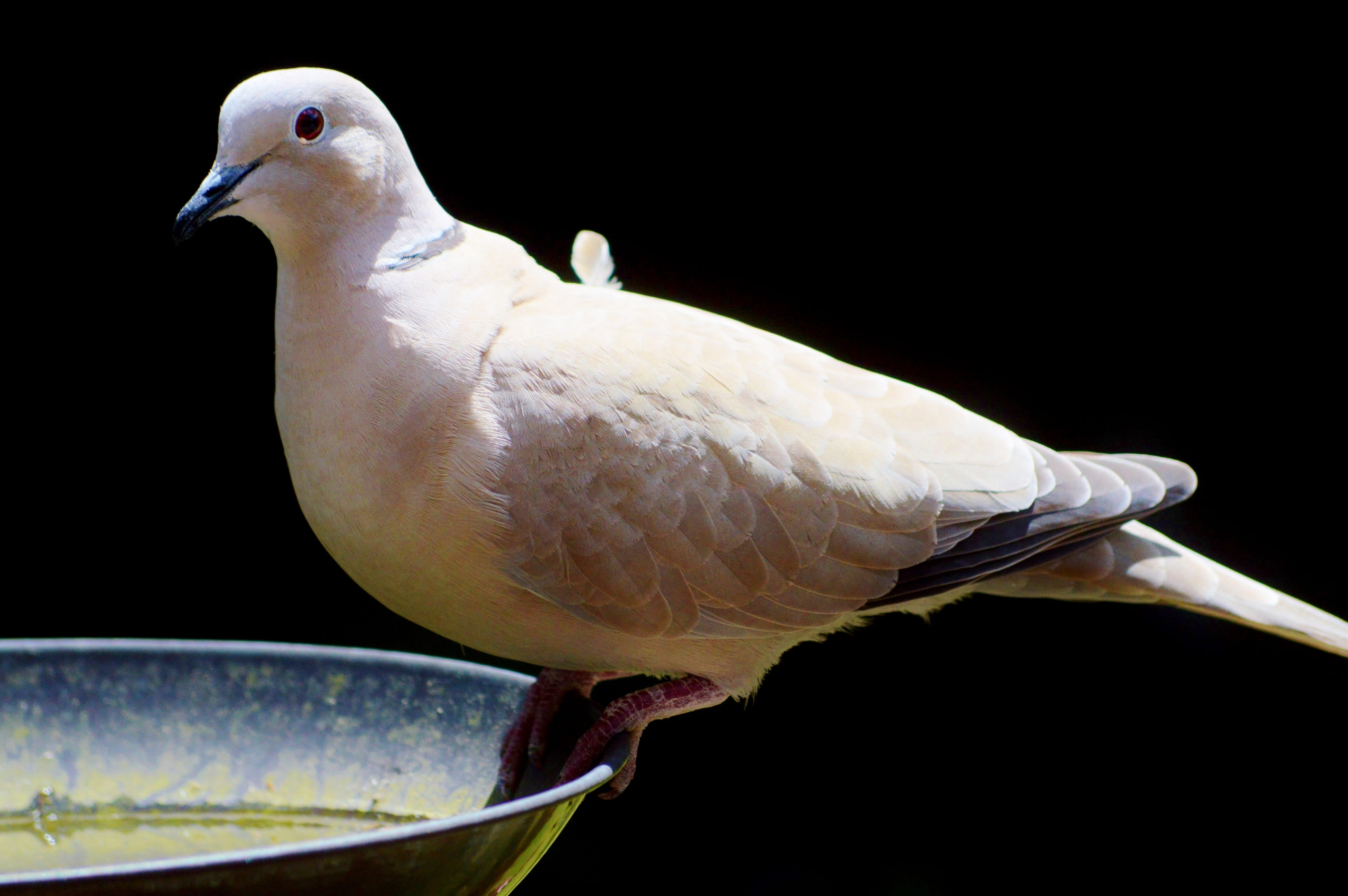 grey, dove - bird, 5K, stainless, bowl, copy space, animal themes, animal wildlife, bird, feather, foraging, dove, one animal, studio shot, steel, black, HD Wallpaper