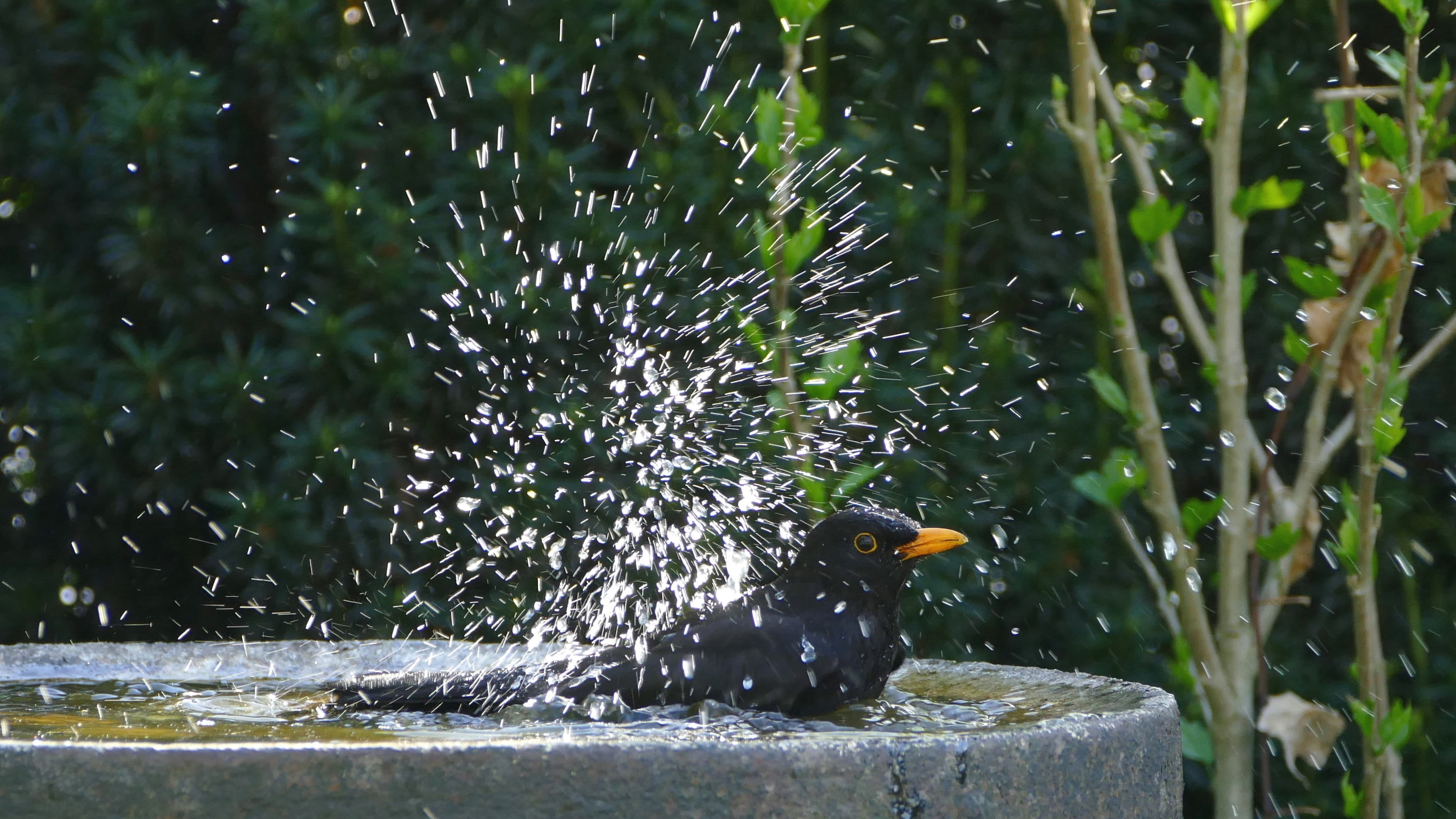 garden, animal wildlife, bird bath, black, 2K, animal themes, blackbird, splashing, water, one animal, plant, animal, day, bathing, focus on foreground, HD Wallpaper