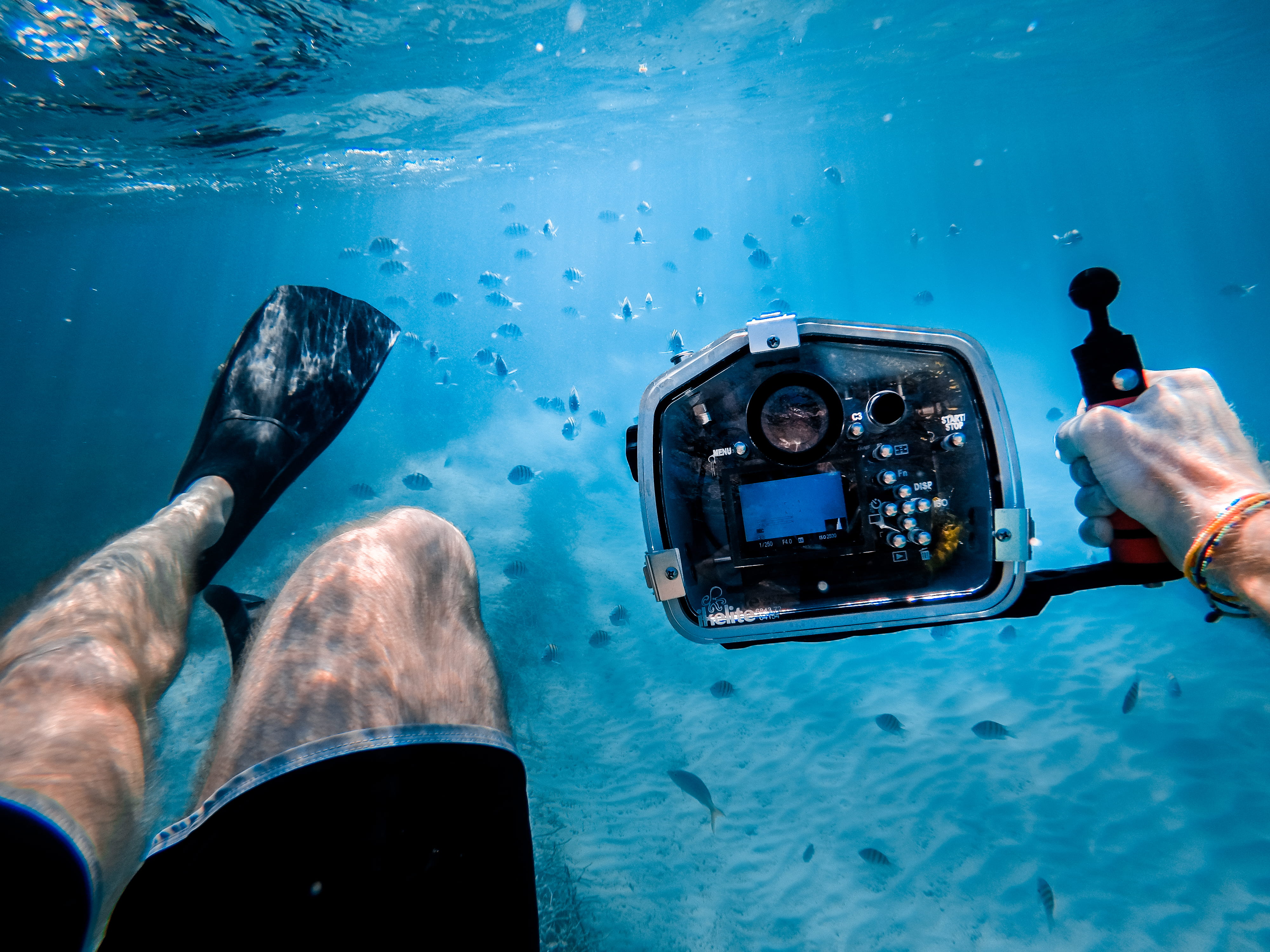 photographing, one person, undersea, nature, human leg, swimming, human body part, communication, camera, man, aquatic sport, 4K, men, outdoors, adventure, HD Wallpaper