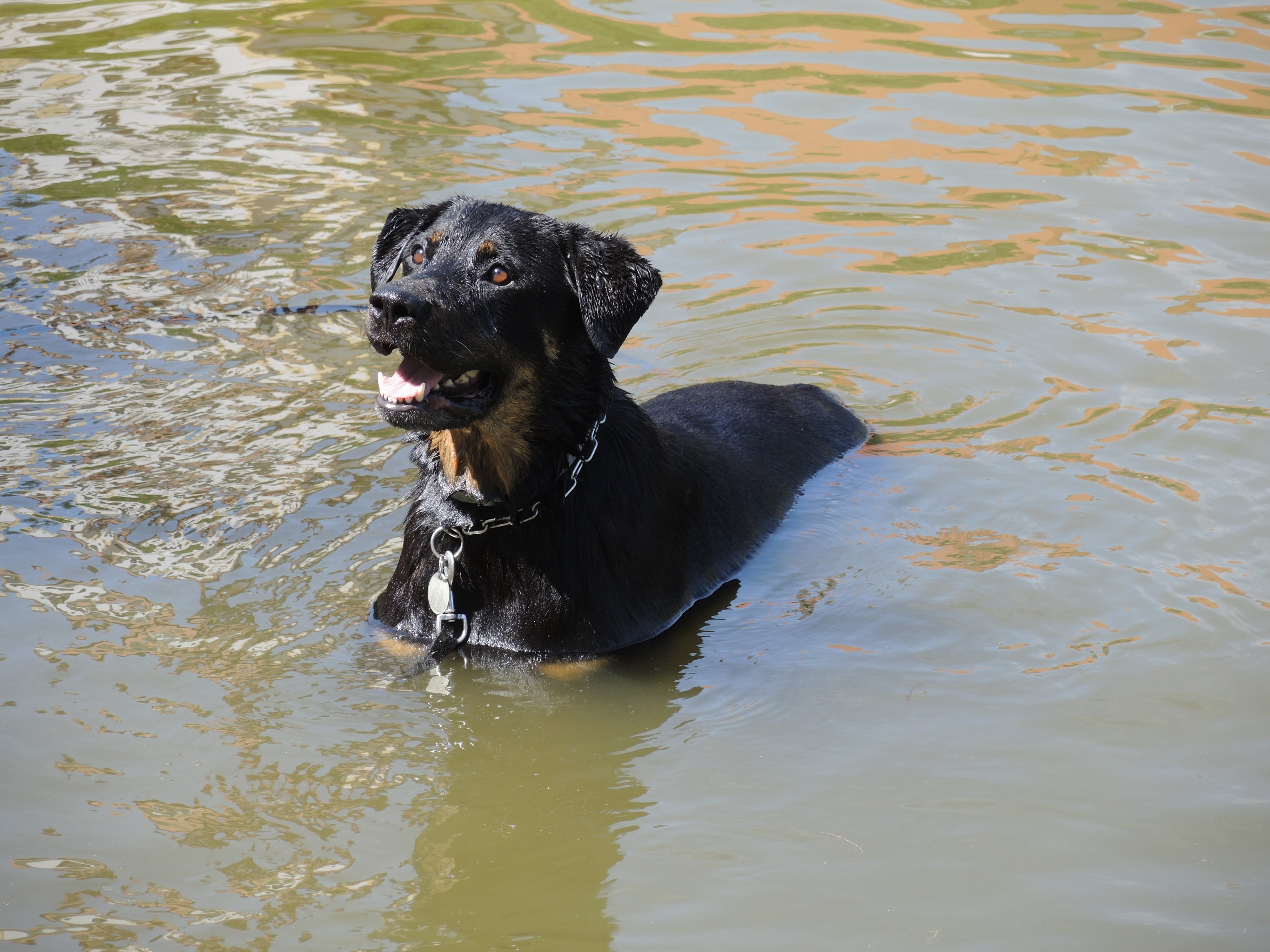 animal, 4K, black color, surface, pond, water, canine, dog, day, domestic animals, wet, lake, waterfront, water-level, rottweiler, no people, bathing, HD Wallpaper