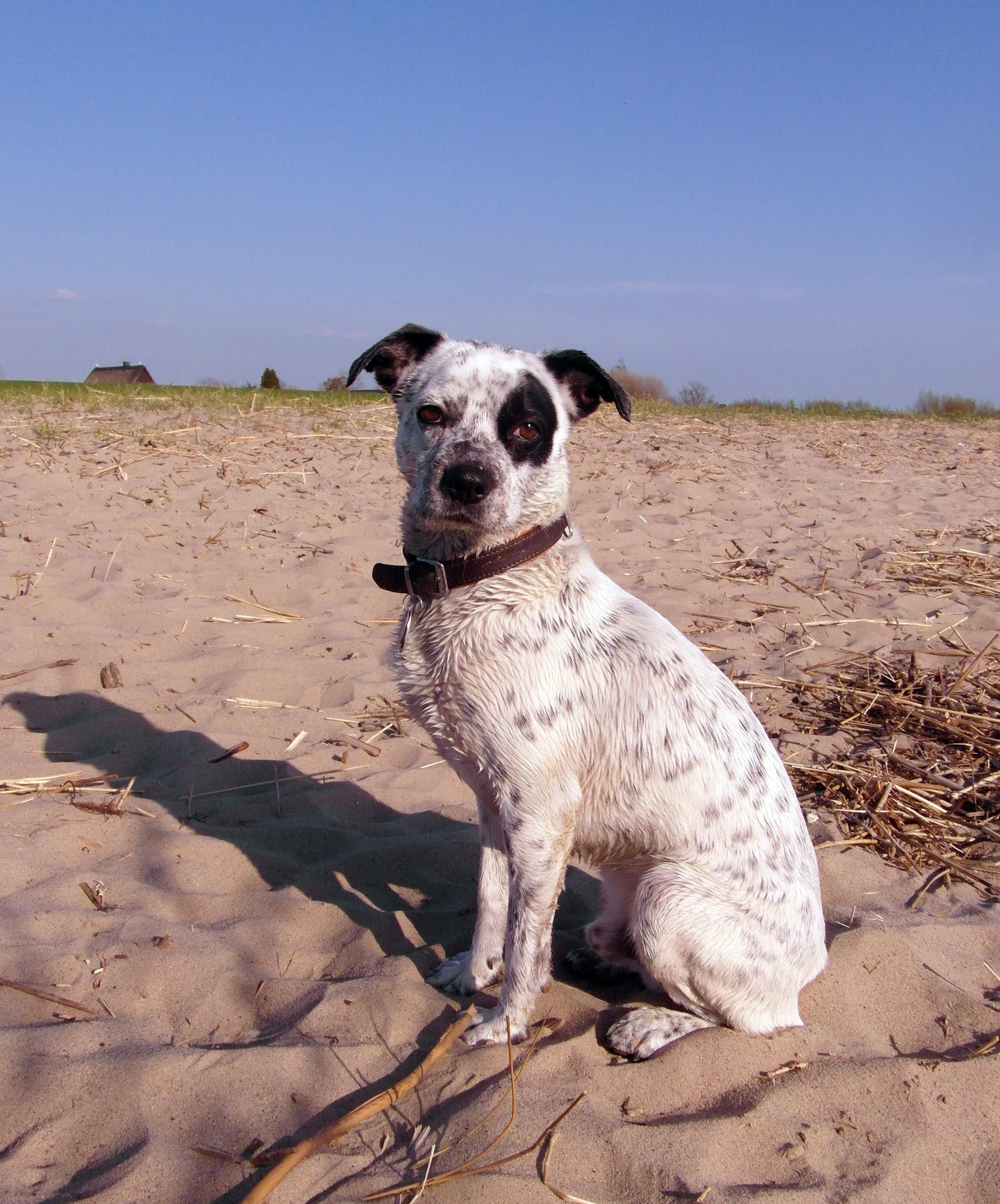 black, sand, canine, hybrid, clear sky, one animal, domestic, dog, beach, vertebrate, pirate, domestic animals, day, pets, wet, eye, sky, Male, no people, Phone HD Wallpaper