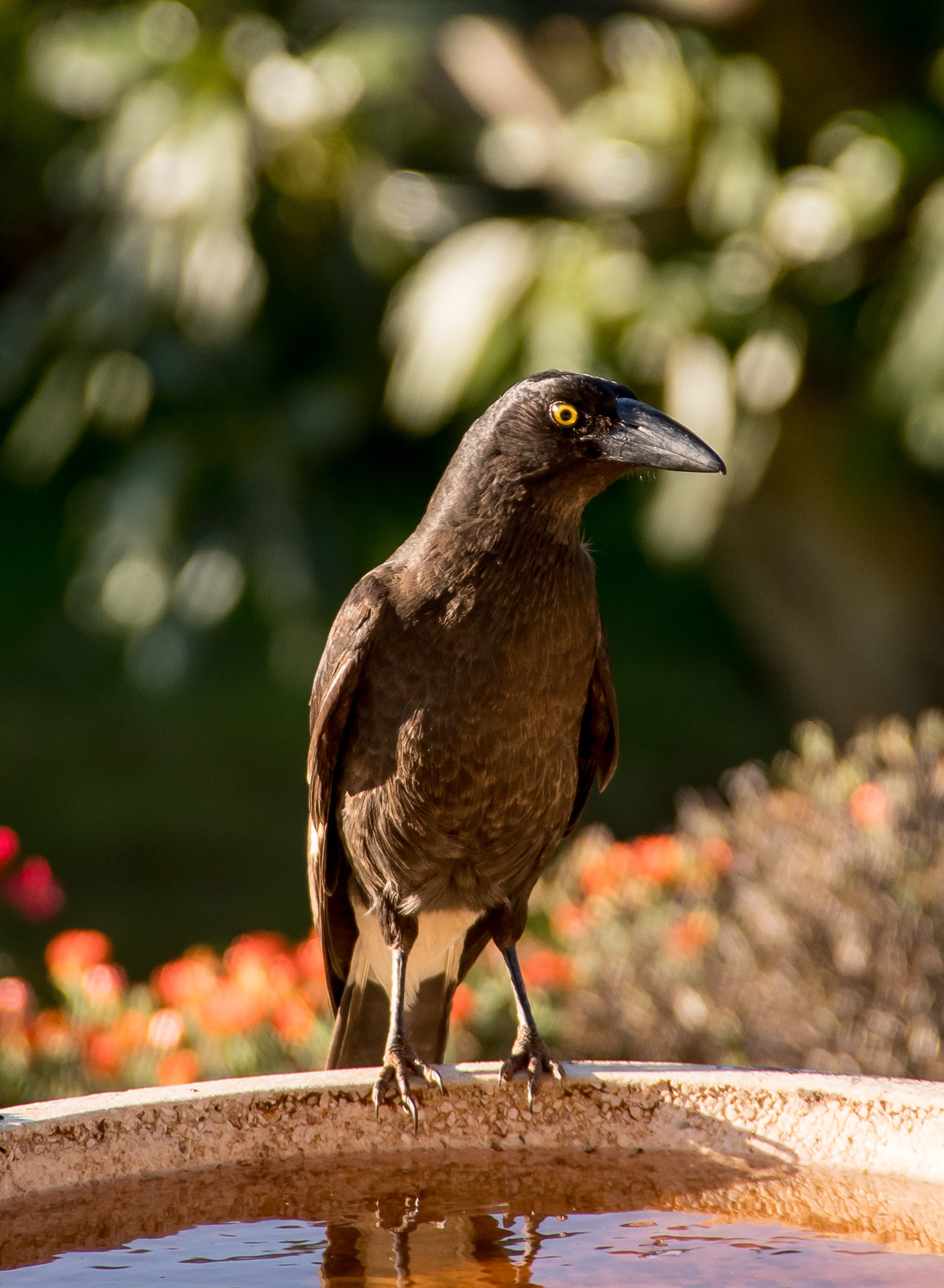 full length, animal themes, close-up, black, one animal, pied currawong, animals in the wild, 2K, animal wildlife, looking, day, australia, bird, bird bath, Phone HD Wallpaper