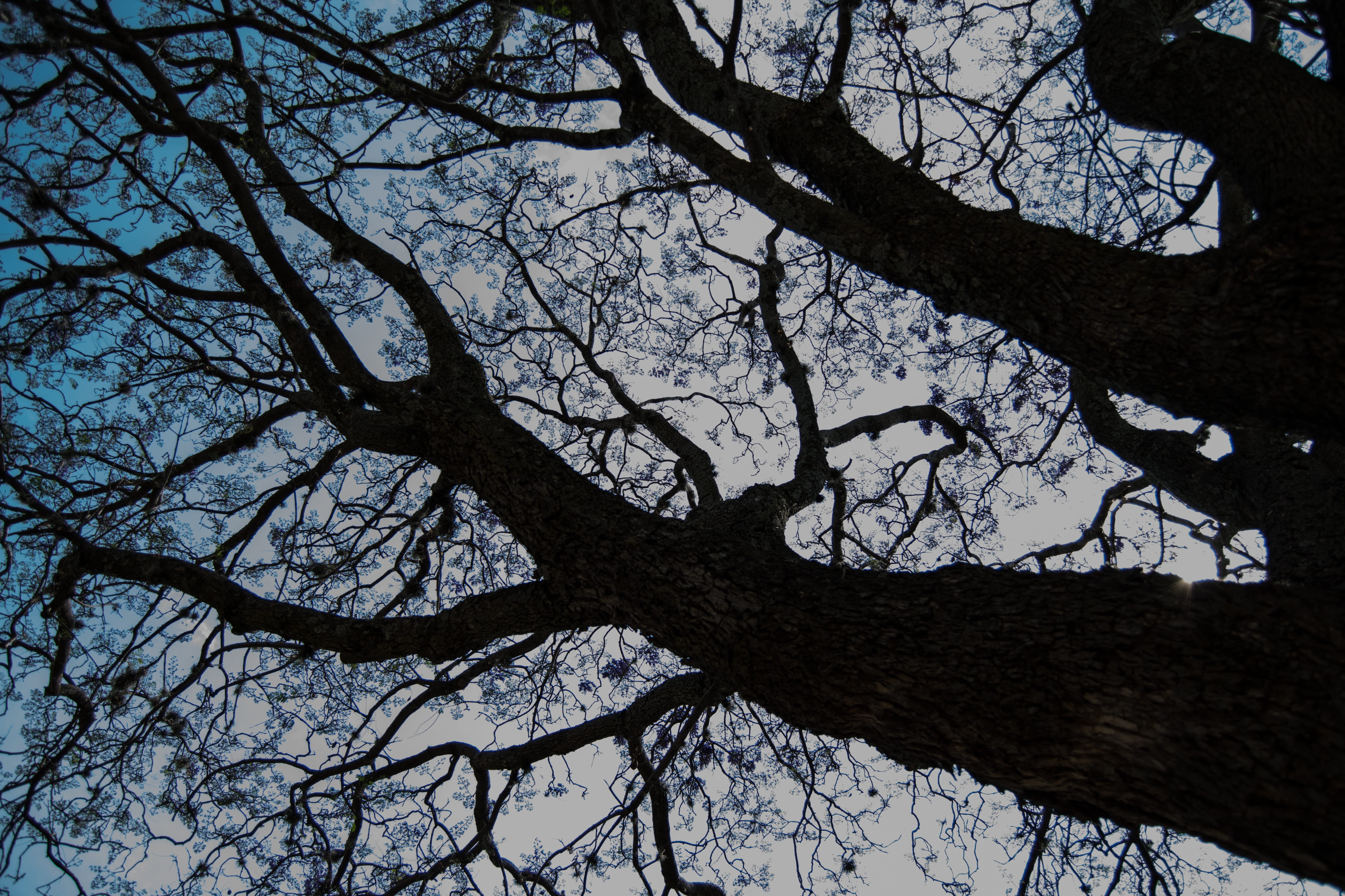 afternoon, beauty in nature, tree trunk, day, green, star, silhouette, branch, prado, full frame, summer, purple, sky, growth, night, reflection, age, no people, HD Wallpaper
