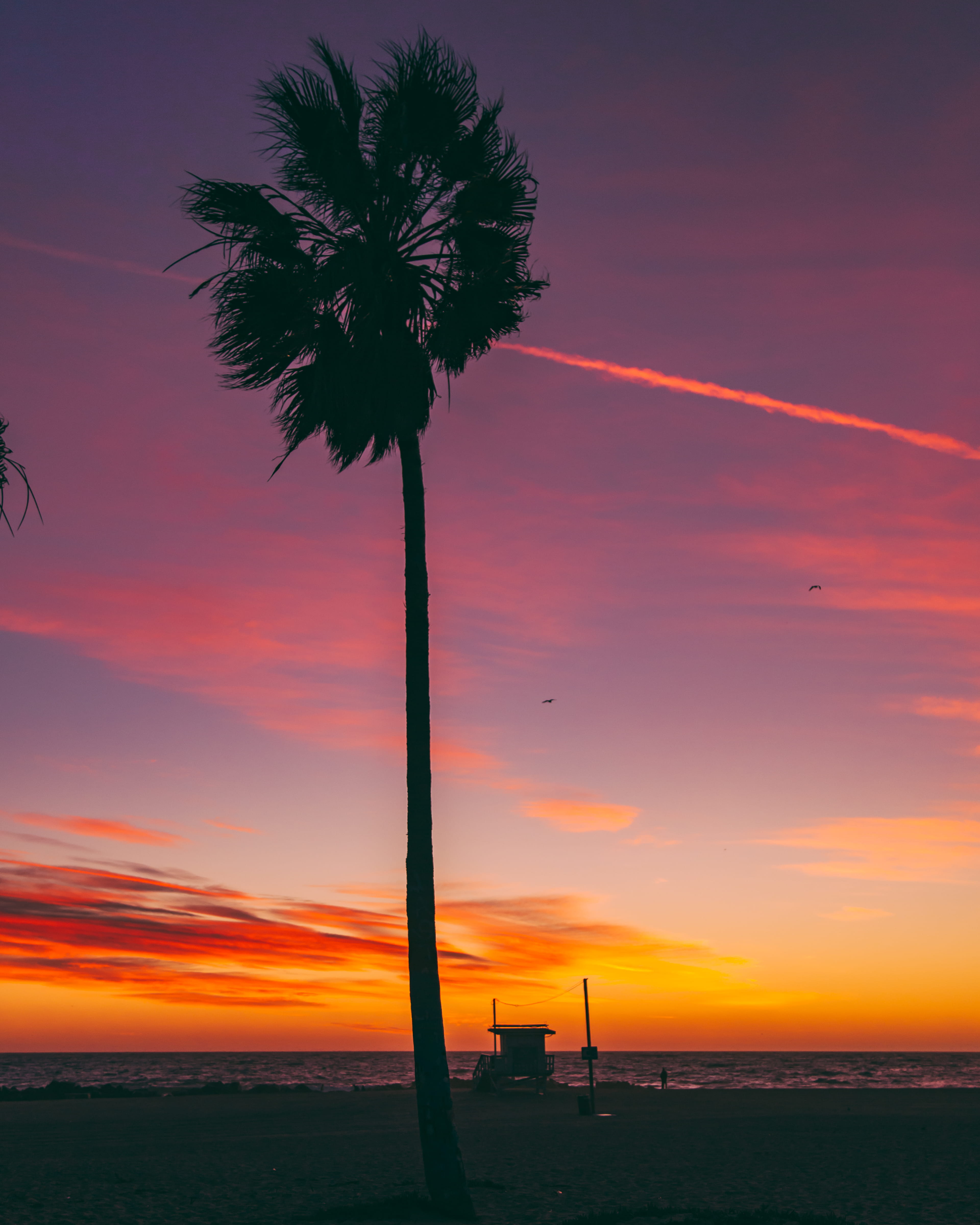 coconut palm tree, tropical climate, landscape, plant, cloud - sky, scenics - nature, water, los angeles, venice, tranquil scene, beauty in nature, palm tree, Phone HD Wallpaper