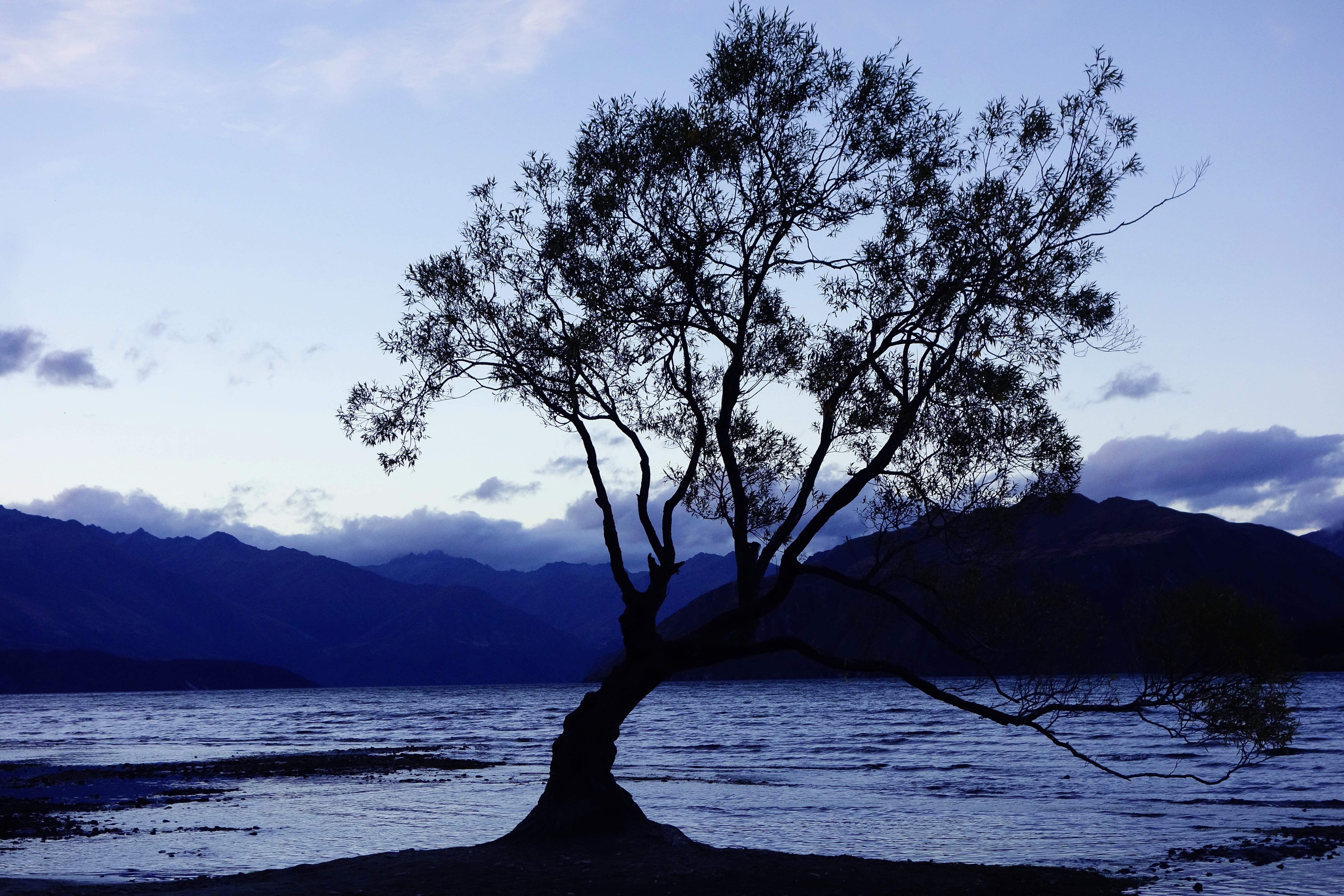 beauty in nature, cloud - sky, plant, mountain, 5K, silhouette, nature, scenics - nature, outdoors, tree, wanaka, sky, tranquil scene, day, non-urban scene, HD Wallpaper