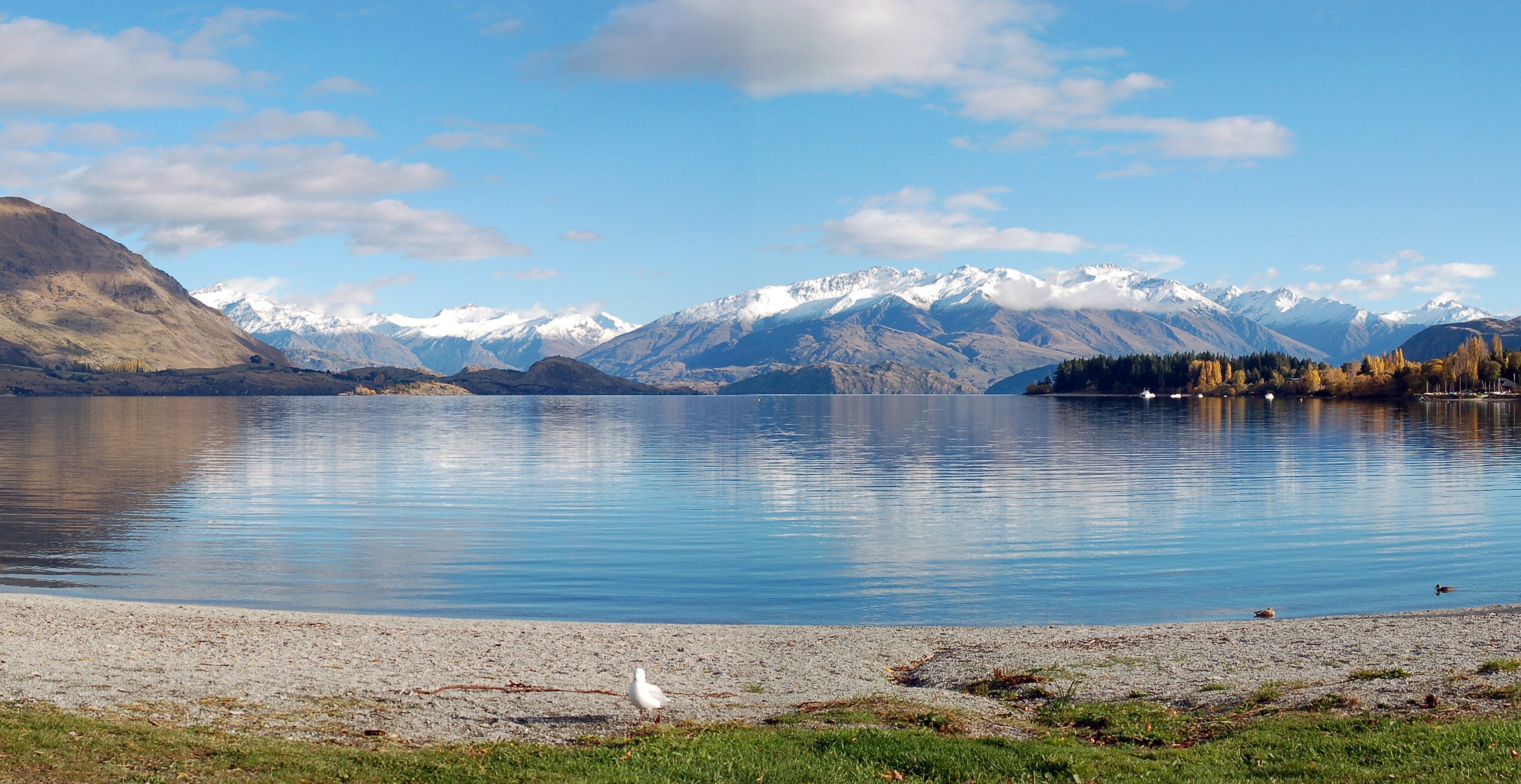 body, shore, lake, 2K, white, bird, mountains, New Zealand, water, Lake Wanaka, Panoramic, HD Wallpaper