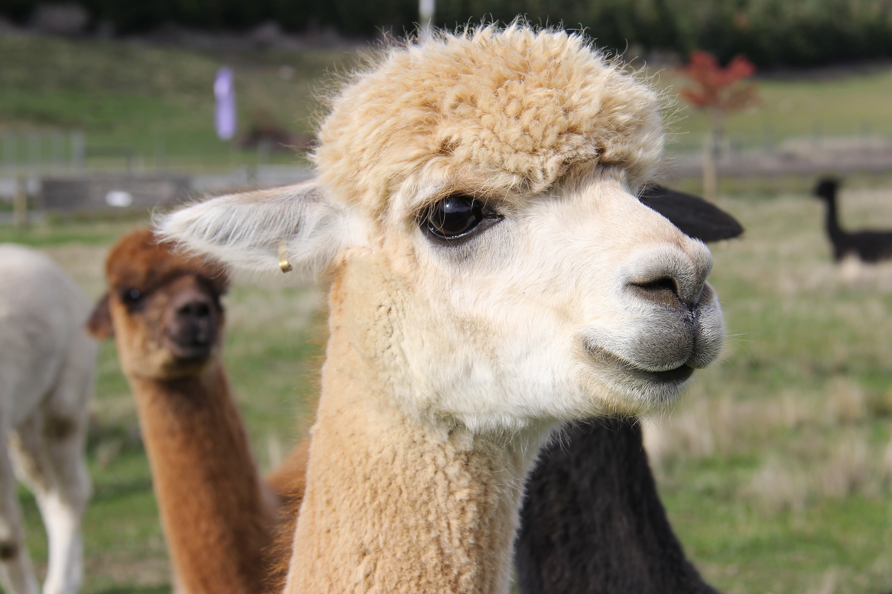 animal, agriculture, vertebrate, llama, lavender, domestic animals, mammal, outdoor, pets, wanaka lavender farm, livestock, alpaca, 2K, group of animals, HD Wallpaper