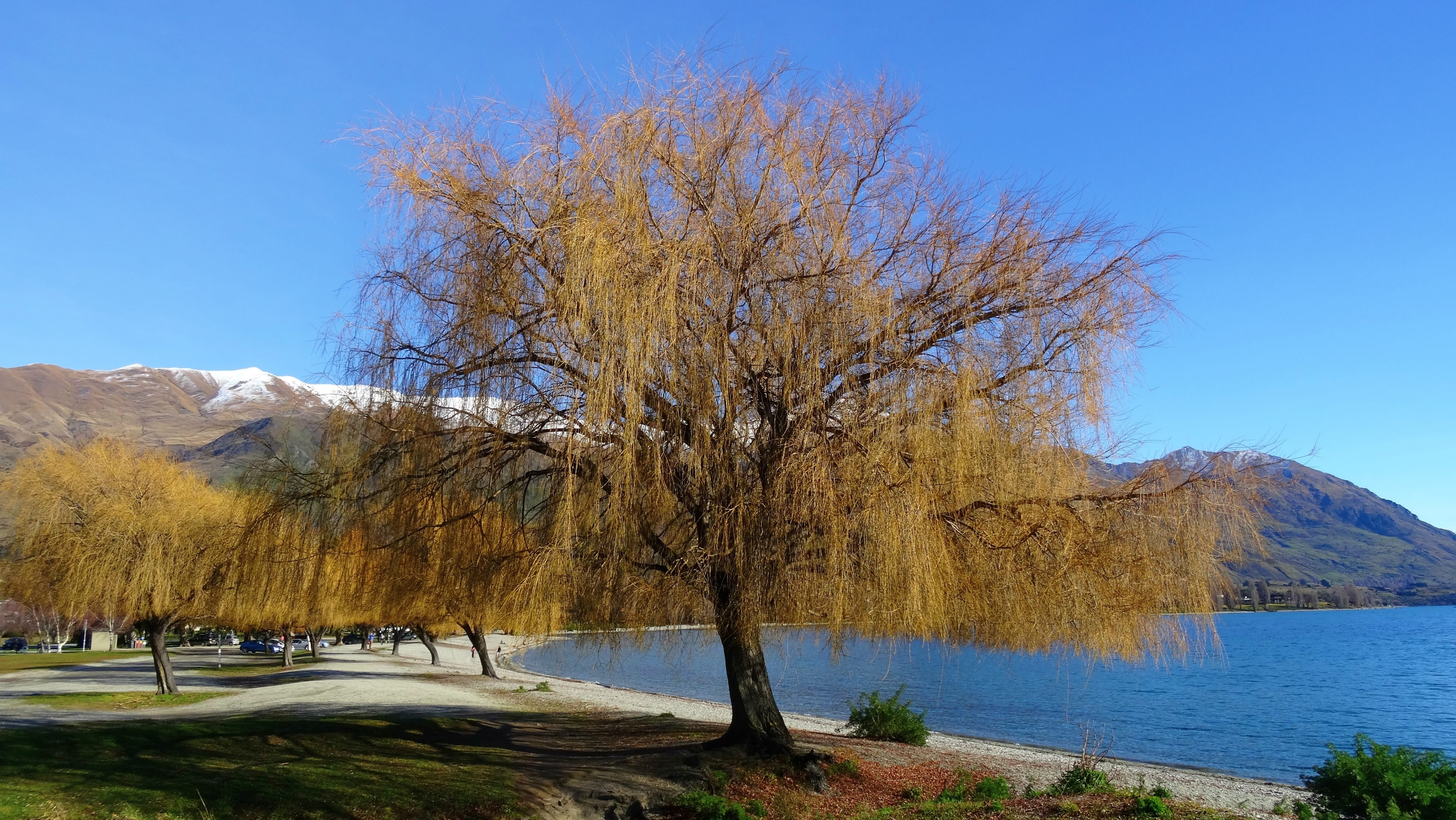 4K, branch, plant, nature, day, outdoors, new zealand, idyllic, landscape, sky, wanaka, mountain, lake, willow tree, water, non-urban scene, tranquility, HD Wallpaper