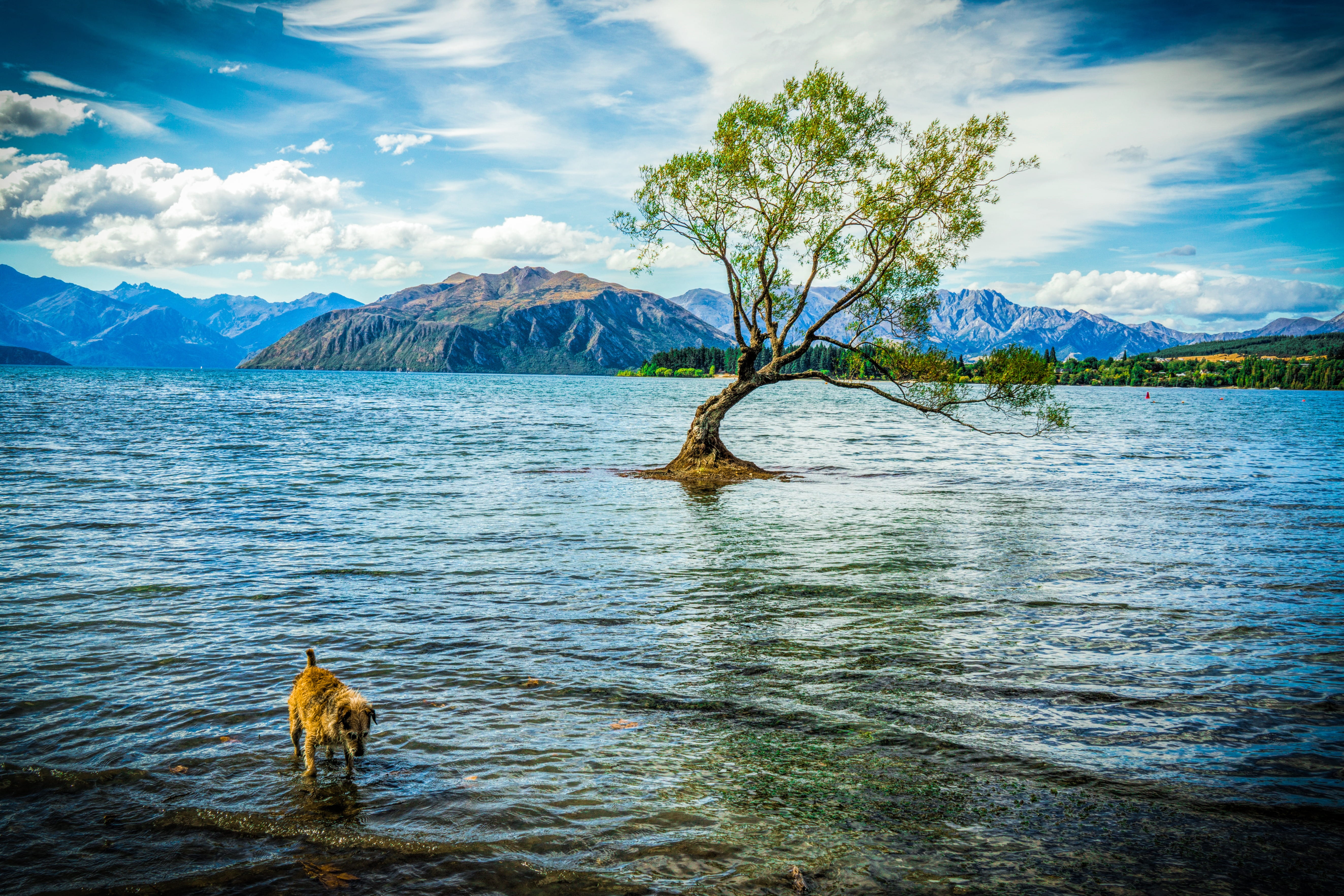 5K, tranquil, mountain, water, leaf, wanaka, land, beauty in nature, rippled, animal themes, lake, non-urban scene, outdoors, mountain range, scenics - nature, HD Wallpaper