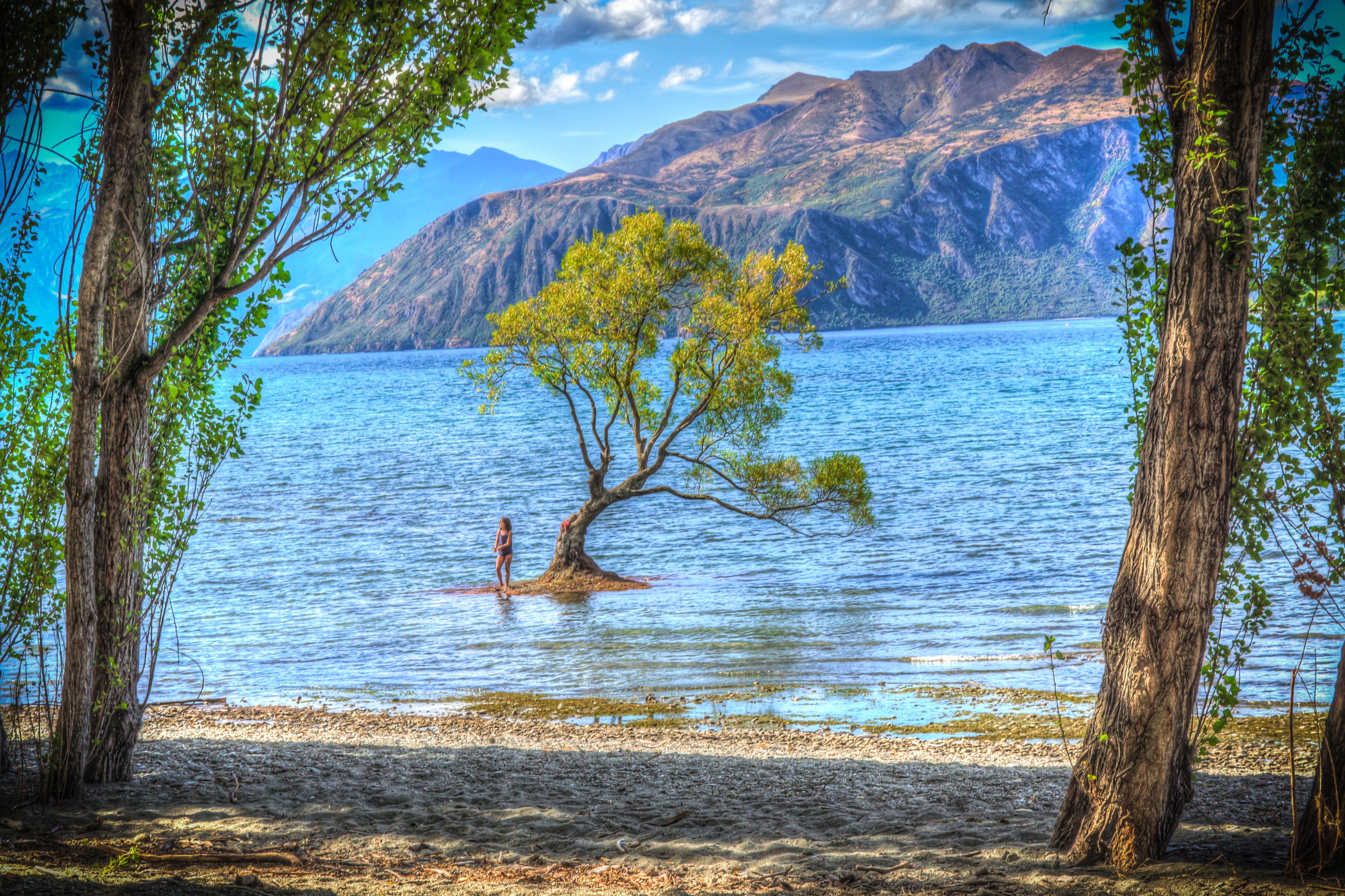 land, water, tranquil scene, lone trees, beauty in nature, daytime, 4K, beach, tree, tranquility, scenics - nature, nature, landscape, plant, day, lake wanaka, HD Wallpaper