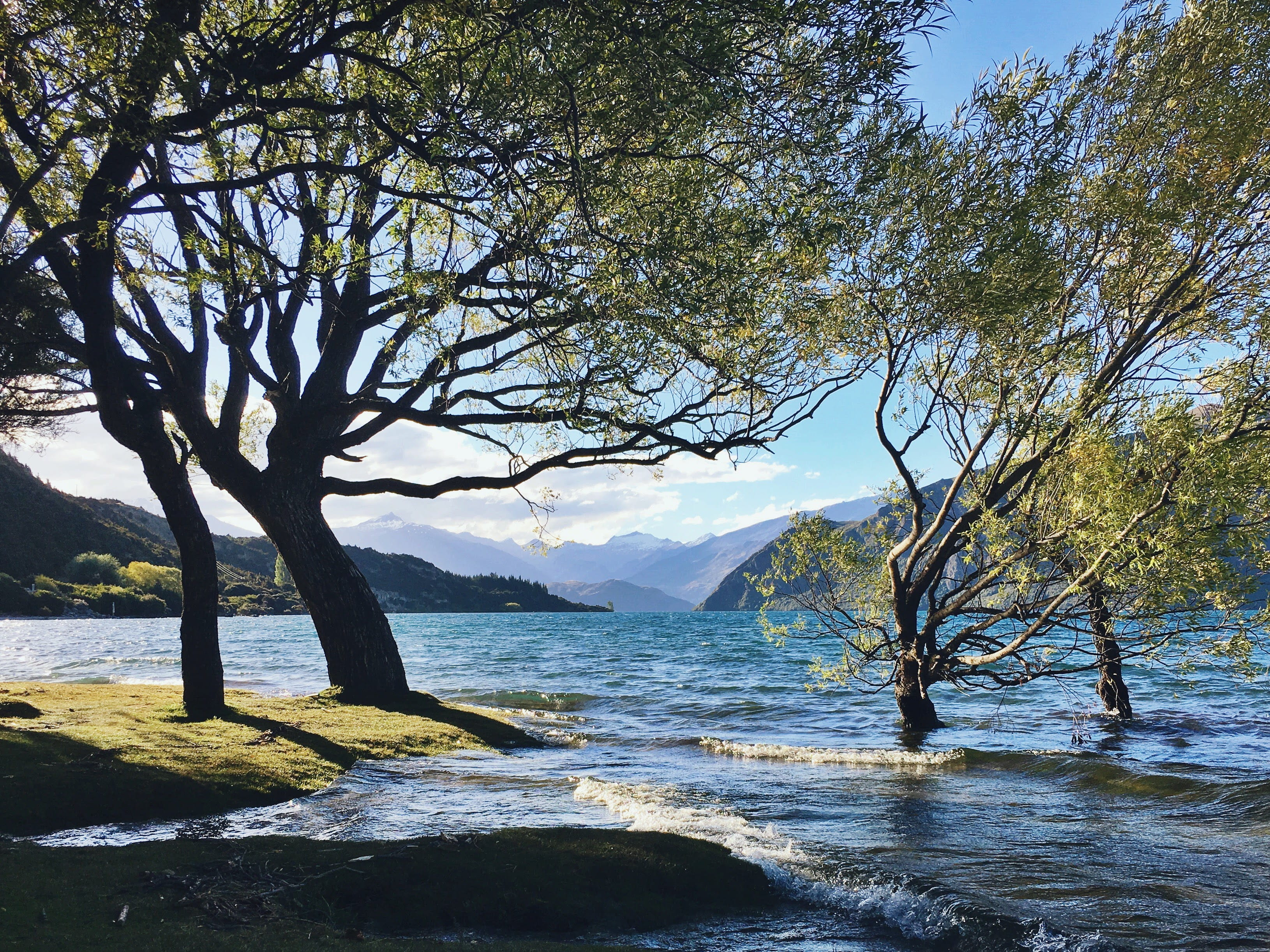 branch, camping, tranquility, hiking, non-urban scene, green, moss, 2K, tree, trees, no people, sea, beauty in nature, outdoors, day, sky, new zealand, HD Wallpaper