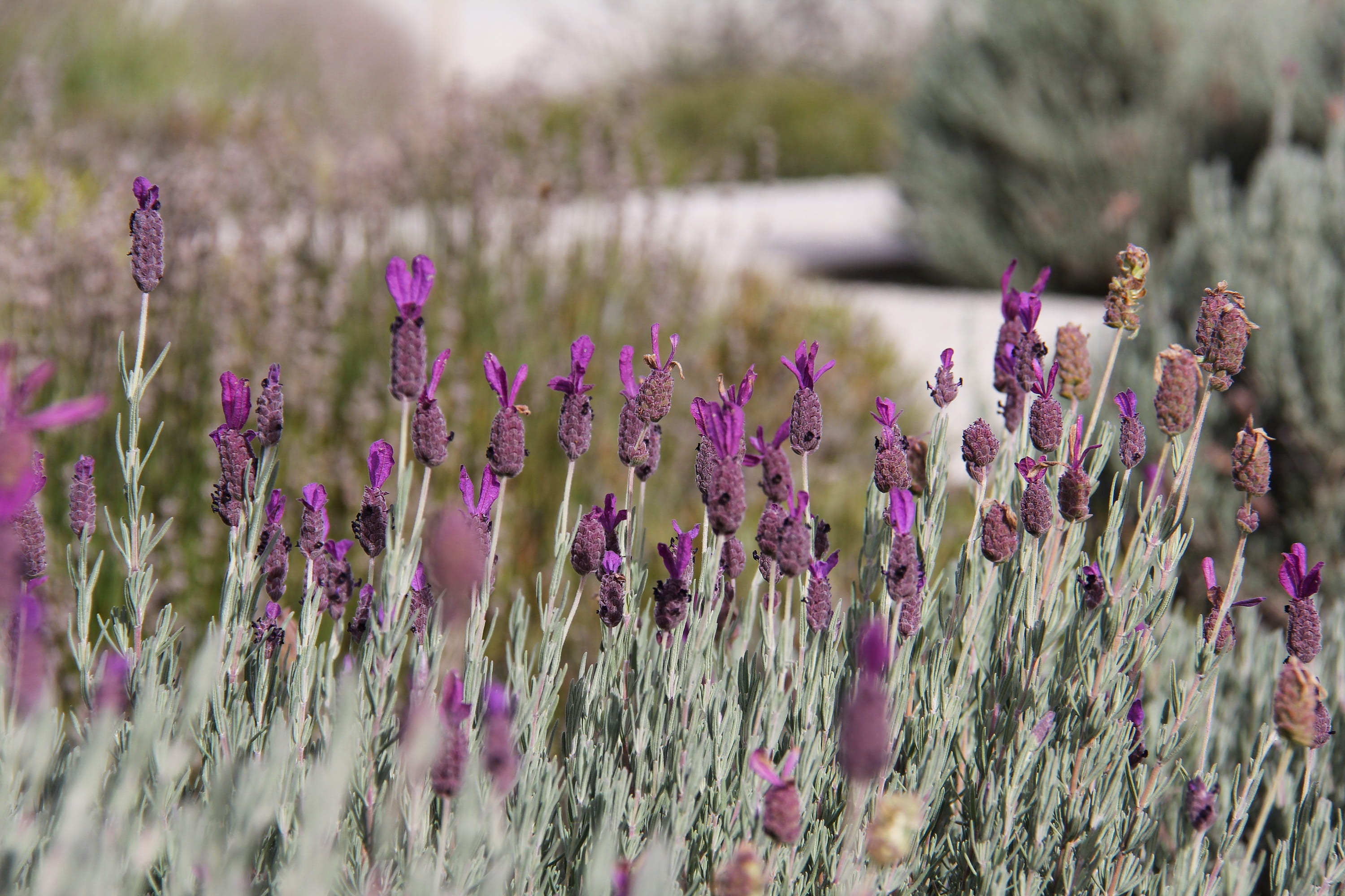 beautiful, flower, enchanting, selective focus, wanaka lavender farm, flowering plant, flowerbed, day, freshness, new zealand, plant, field, wanaka, close-up, HD Wallpaper