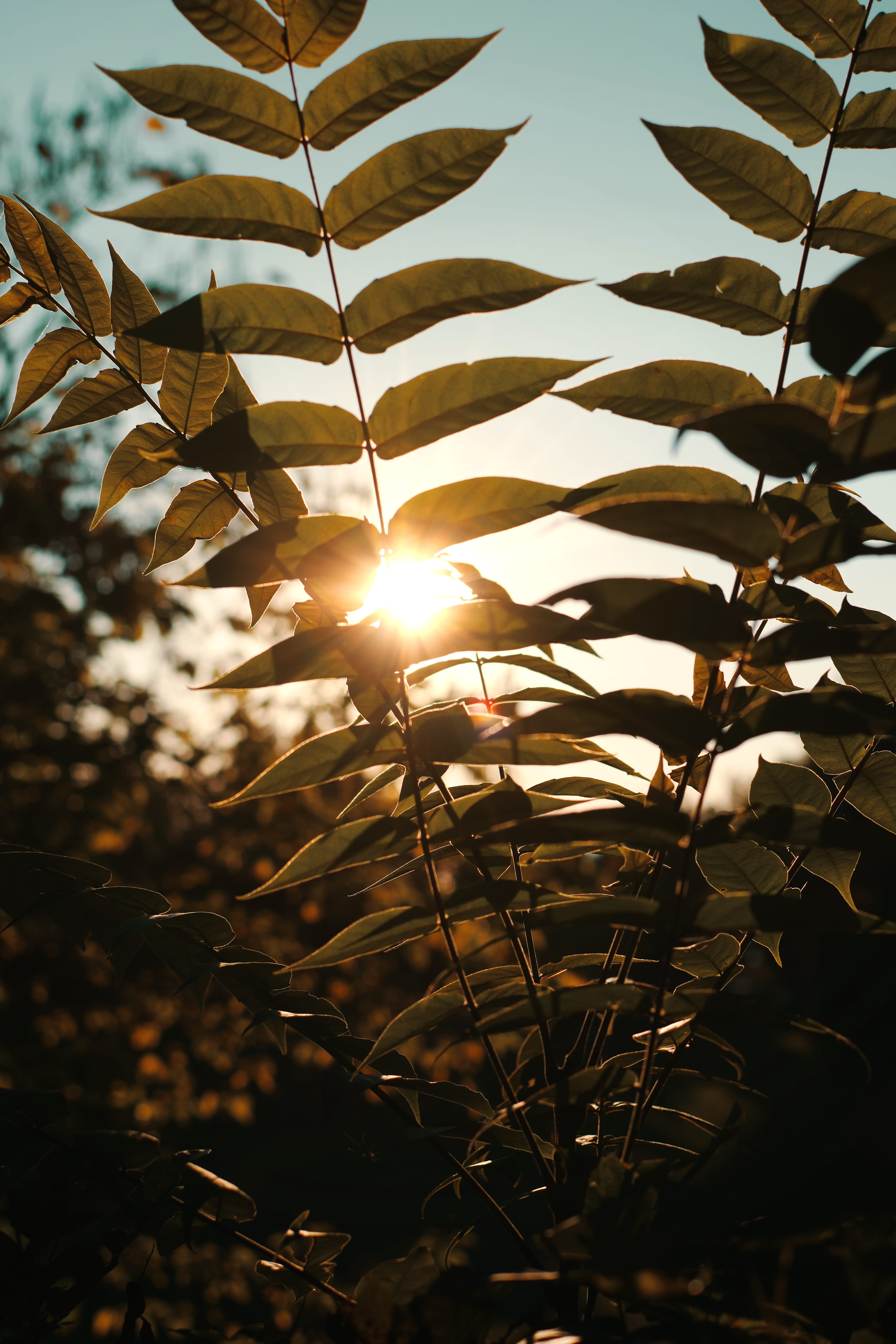no people, 5K, tree, leaf, outdoors, mobile, balaton, day, low angle view, flare, sunset, tranquility, sunbeam, sun, balatonfüred, sunlight, growth, close-up, Phone HD Wallpaper