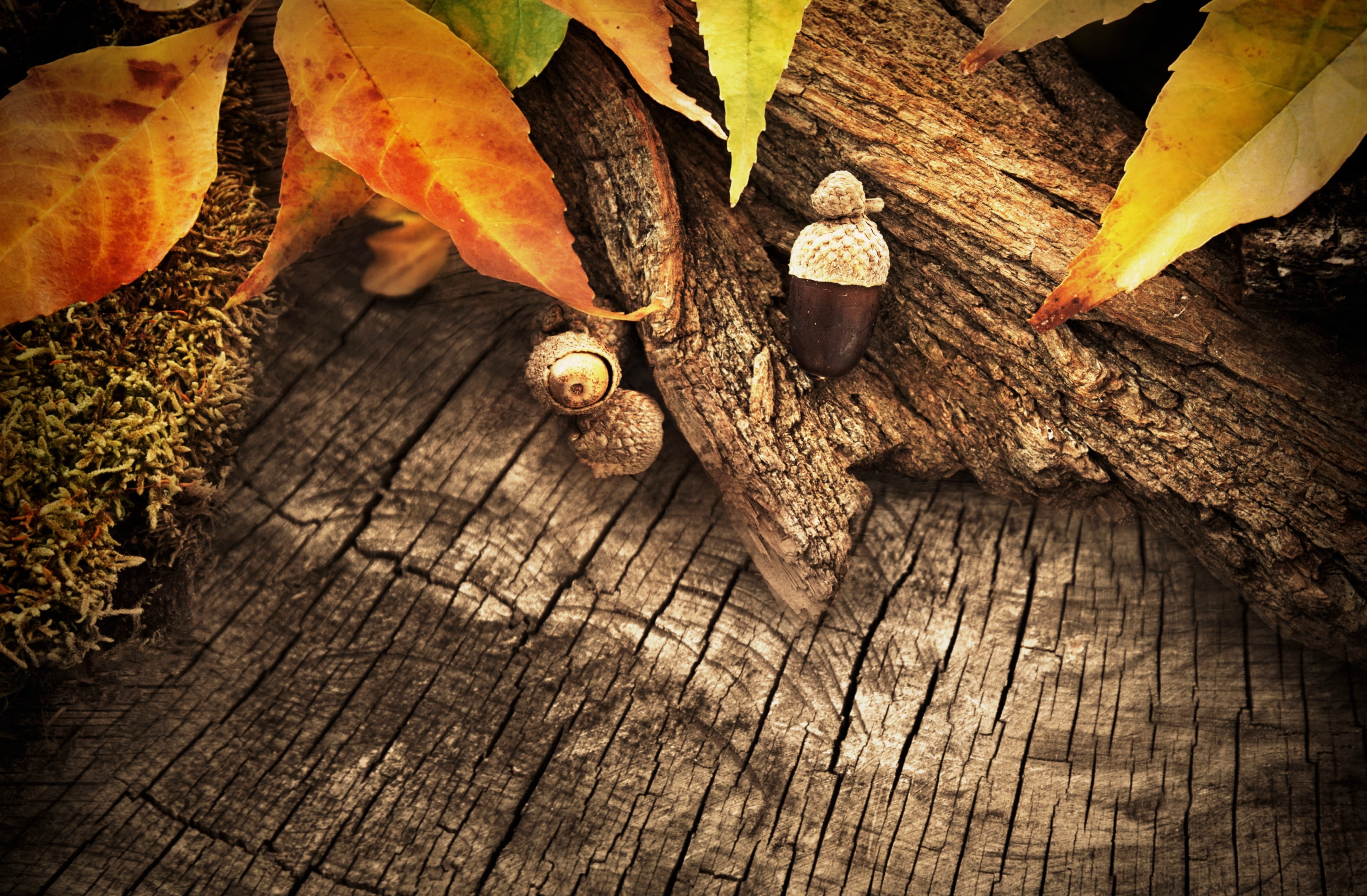 leaf, brown, nature, textured, food, wood - material, tree, fungus, wood, plant part, high angle view, bark, plant, outdoors, macro, fish, 4K, plants, HD Wallpaper
