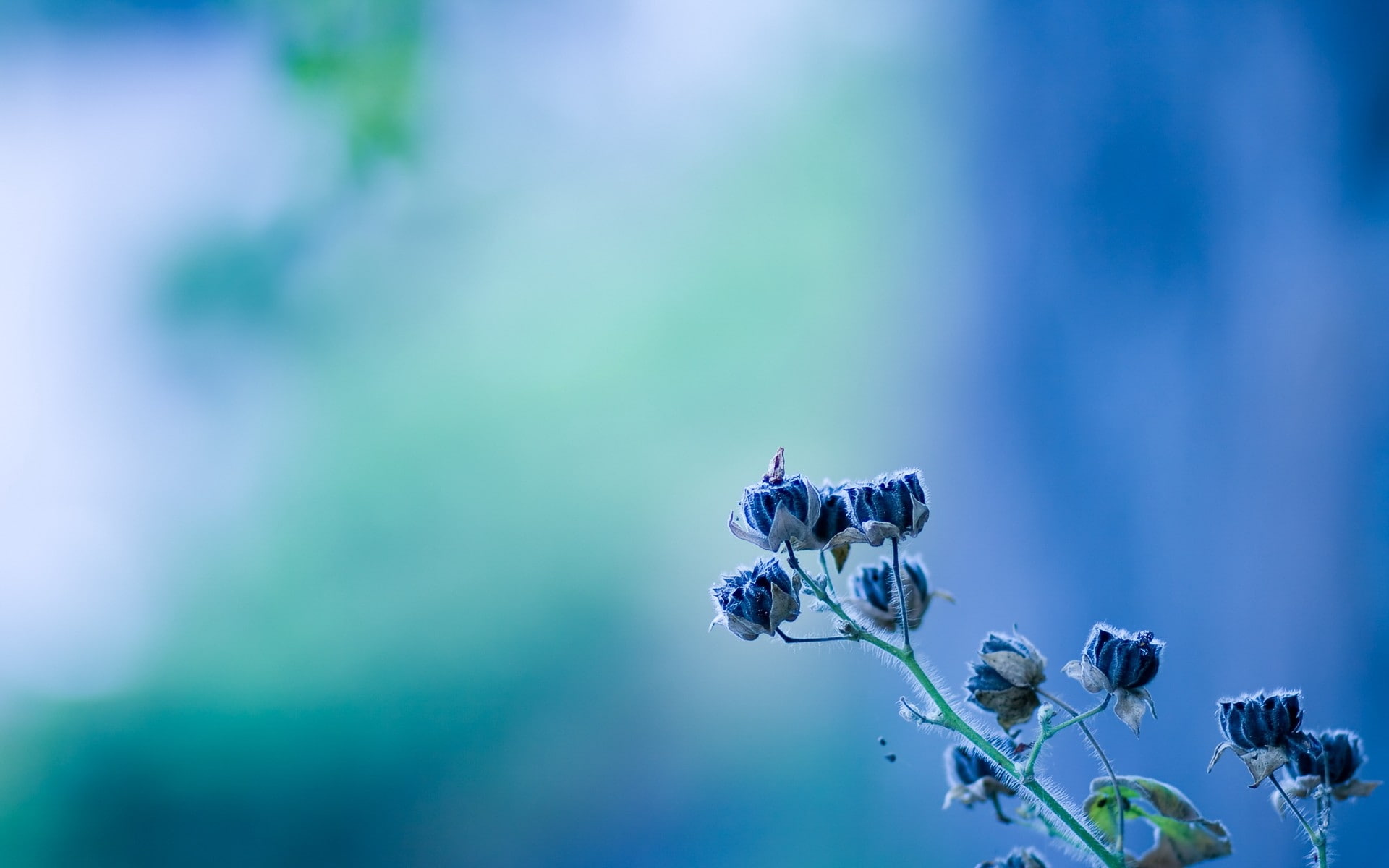 blue, blurred, nature, 1080P, blurred background, background, minimalistic, art, Flowers, hd, blue flowers, HD Wallpaper