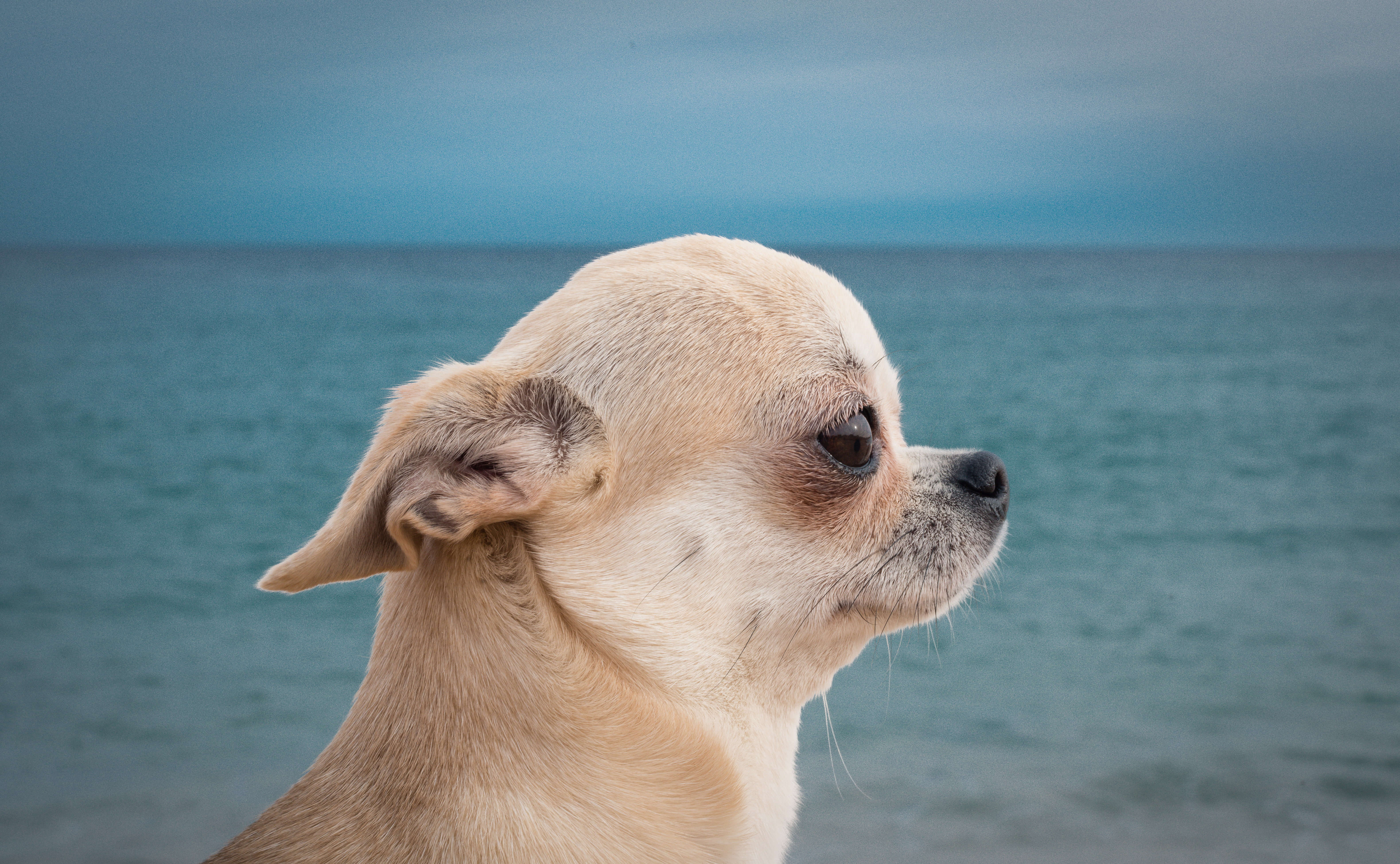 profile, Chihuahua, doggie, dog, portrait, muzzle, sea, 5K, HD Wallpaper