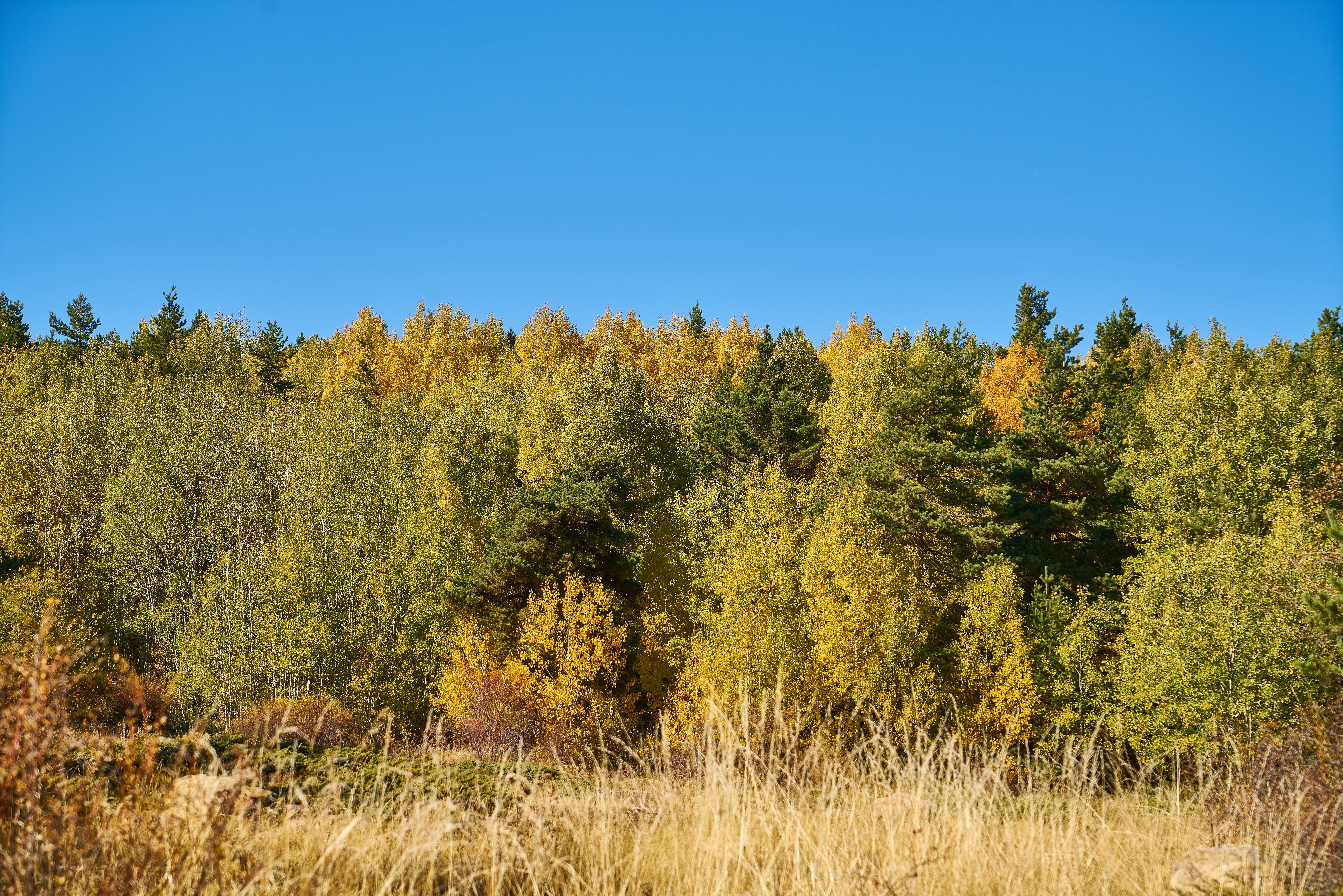 sunny, environment, beautiful, land, woodland, forest, pine tree, beauty in nature, no people, nature, sunlight, pine woodland, clear sky, tree, scenics - nature, HD Wallpaper