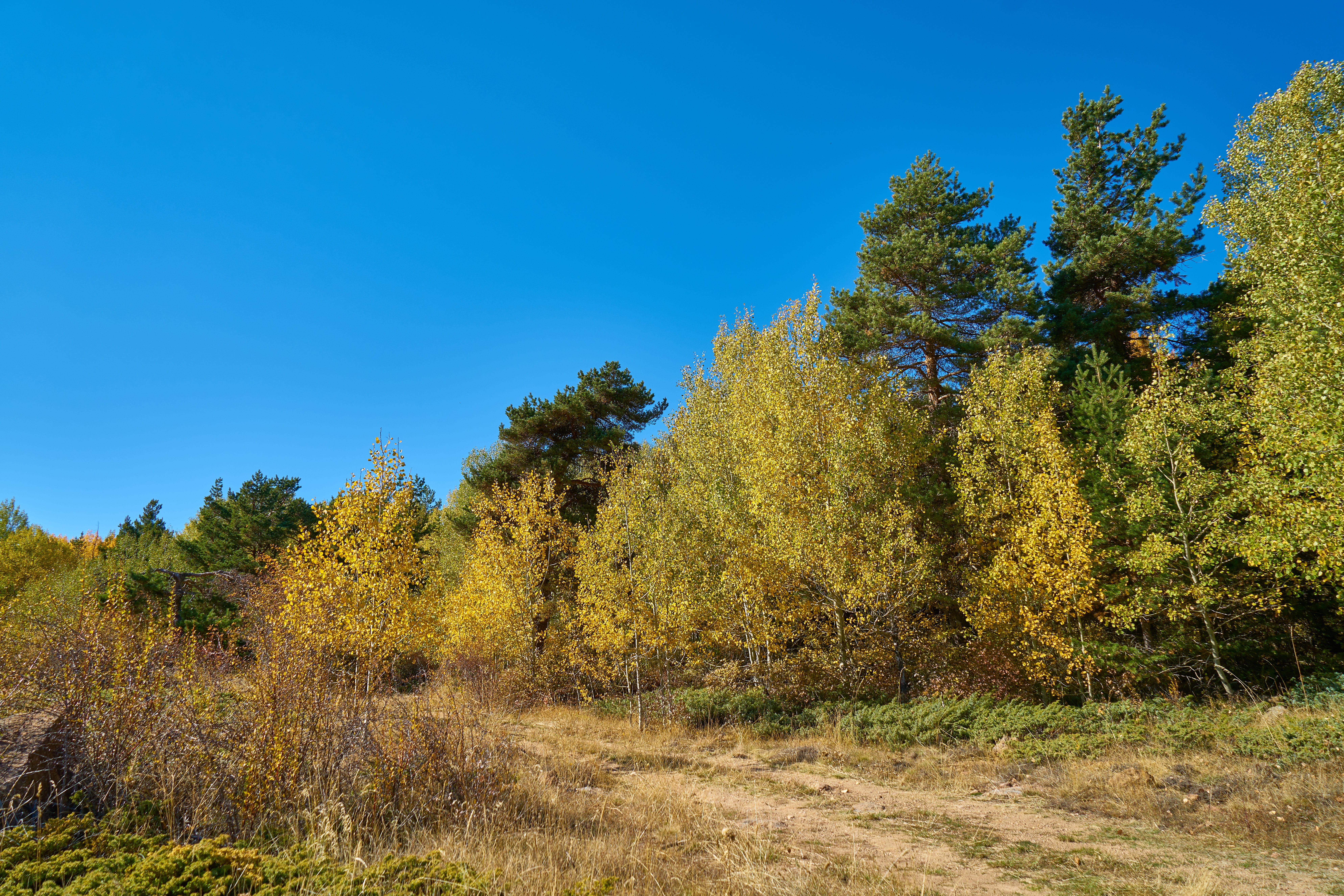 environmental, landscape, turkey, outdoors, the leaves are, forest, leaves, background, beautiful, plant, branch, change, mountains, beauty in nature, coniferous tree, HD Wallpaper