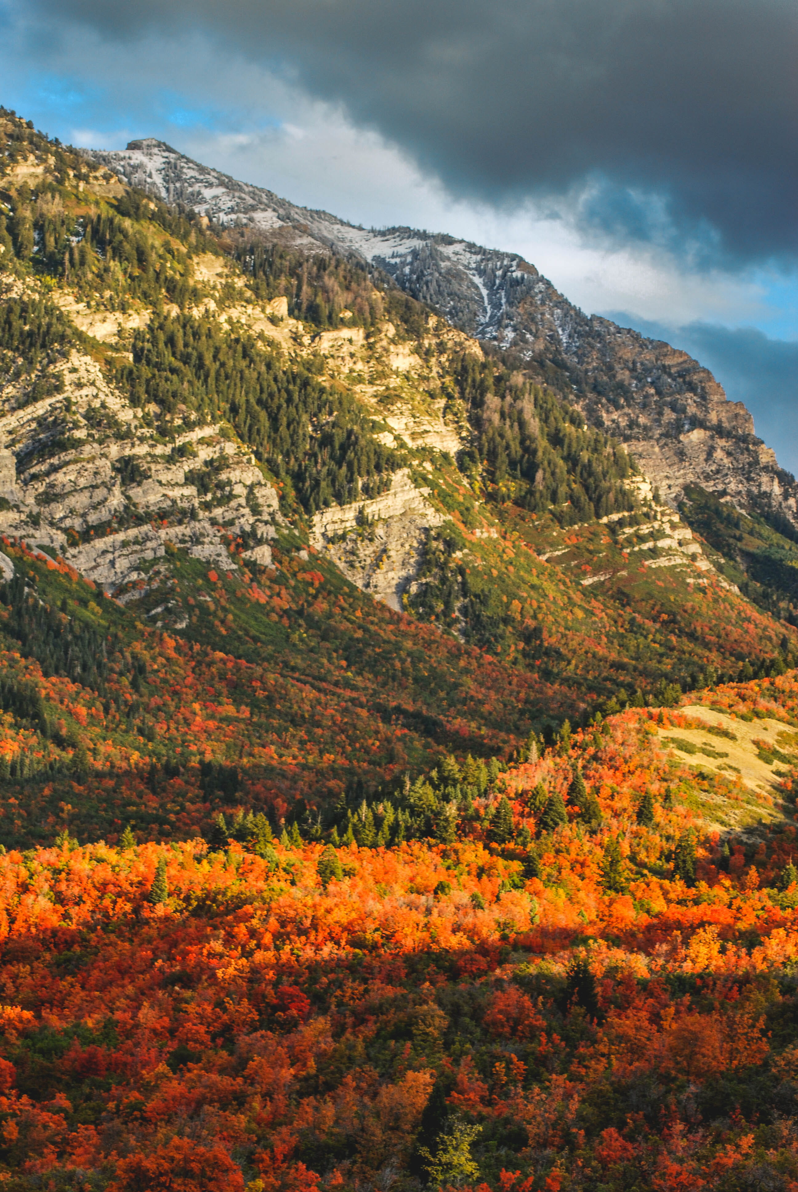 tranquil scene, landscape, day, idyllic, leaves, color, trees, 4K, tree, sunglow, pines, cliffs, october, land, change, orange color, tranquility, cloud - sky, Phone HD Wallpaper